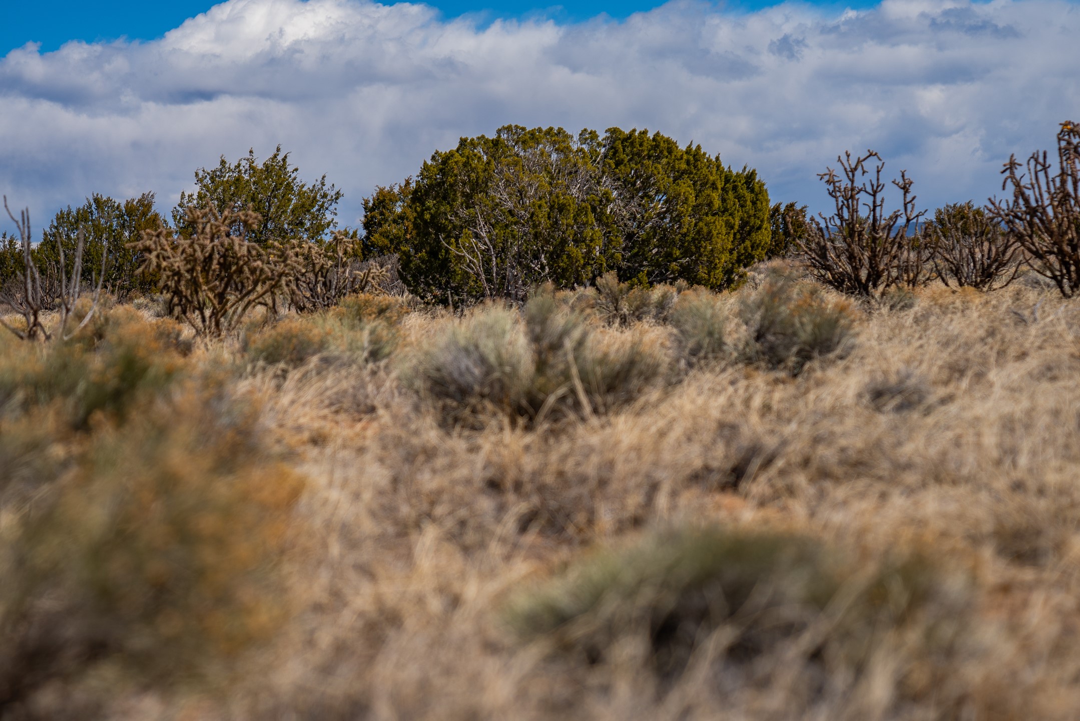 Undeveloped land with dry grasses and leafless shrubs, backed by juniper trees beneath a cloudy blue sky.