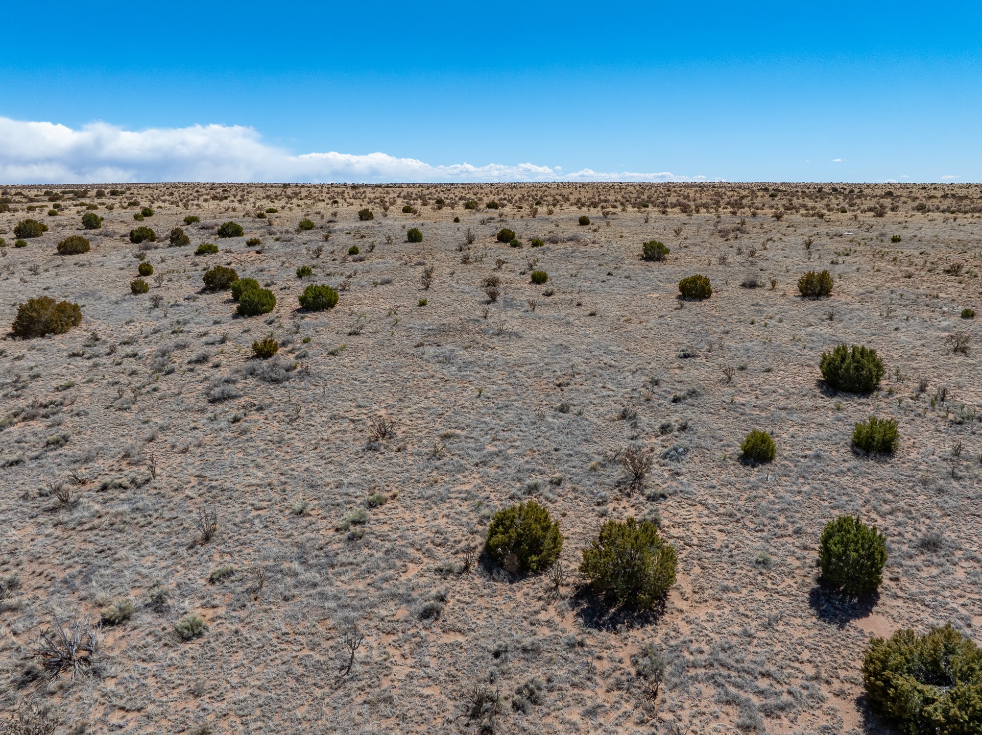 Open high-desert land with scattered juniper shrubs beneath a broad blue sky.