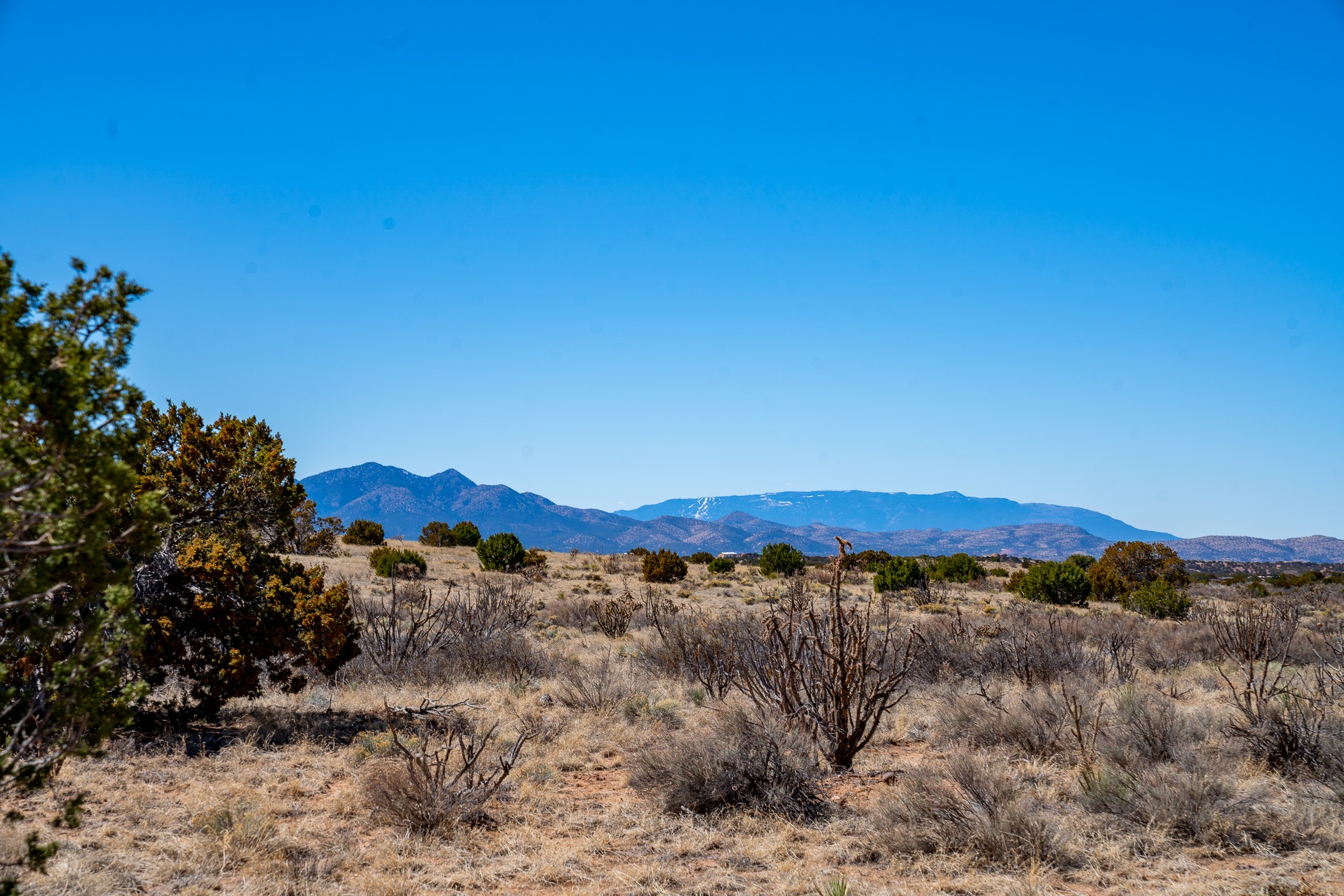 Open scrubland with scattered junipers and distant mountains beneath a clear blue sky.