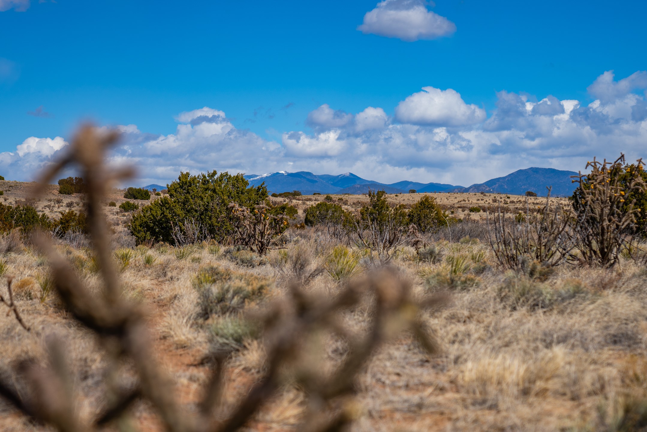 High-desert acreage with scattered shrubs and cholla, backed by distant blue mountains.