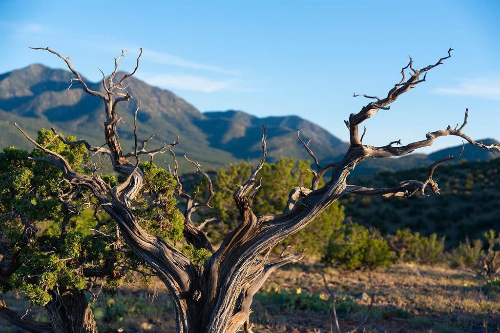 Rugged land with a weathered tree in the foreground and mountain ridges beyond.