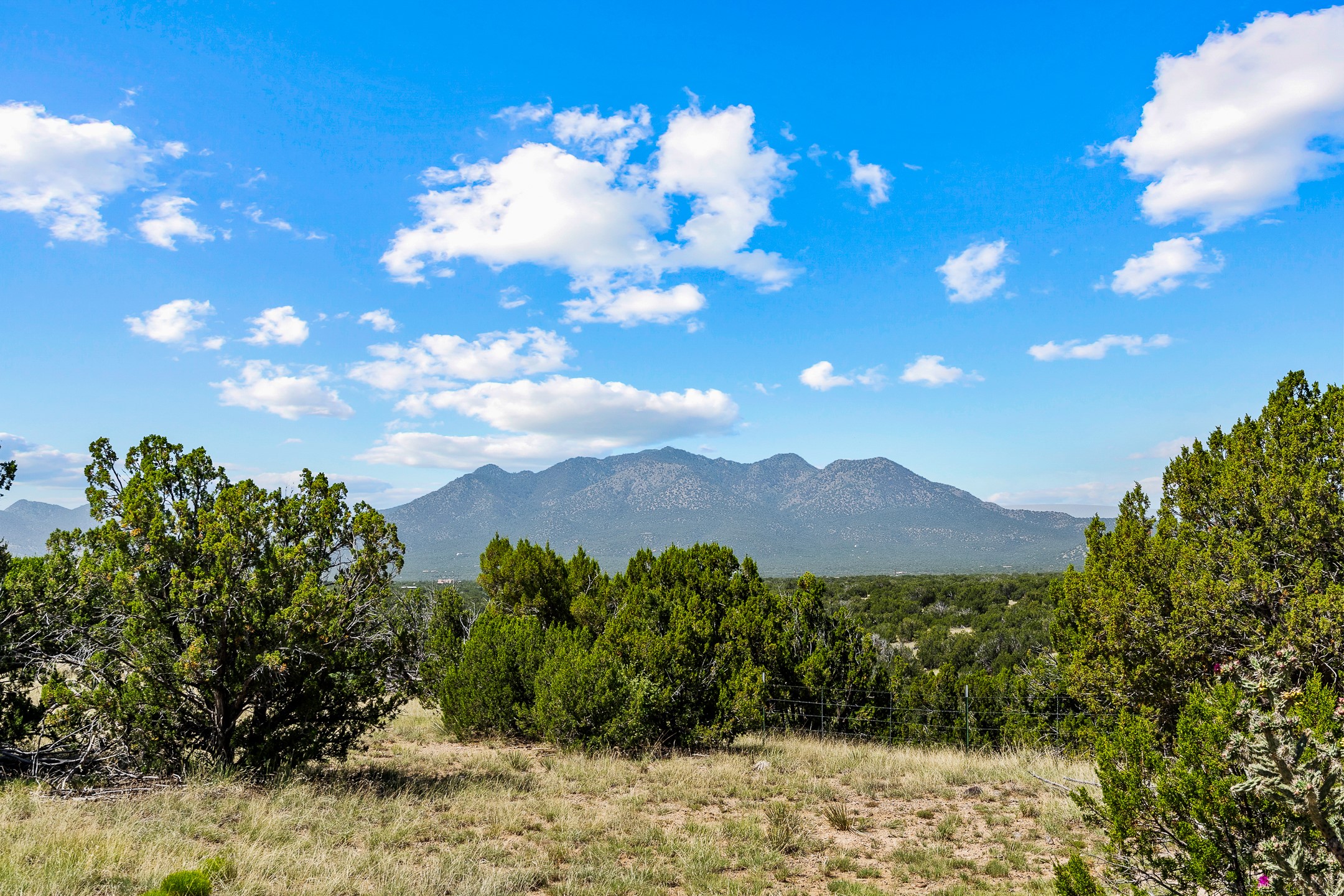 Mountain range beyond scrub-covered land, framed by trees beneath a bright blue sky.