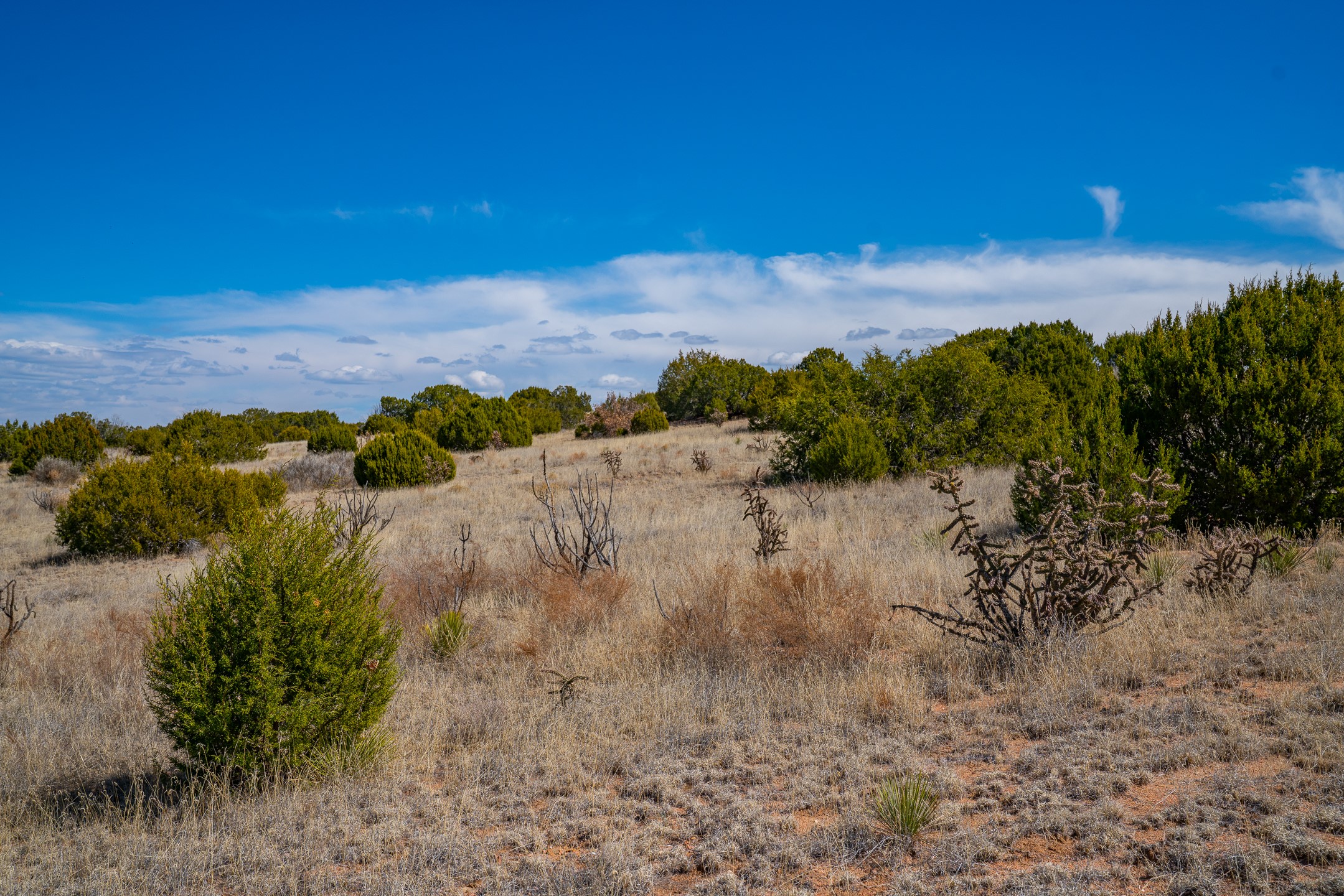 Open dry grassland dotted with green shrubs and cactus-like plants beneath a blue, cloud-streaked sky.