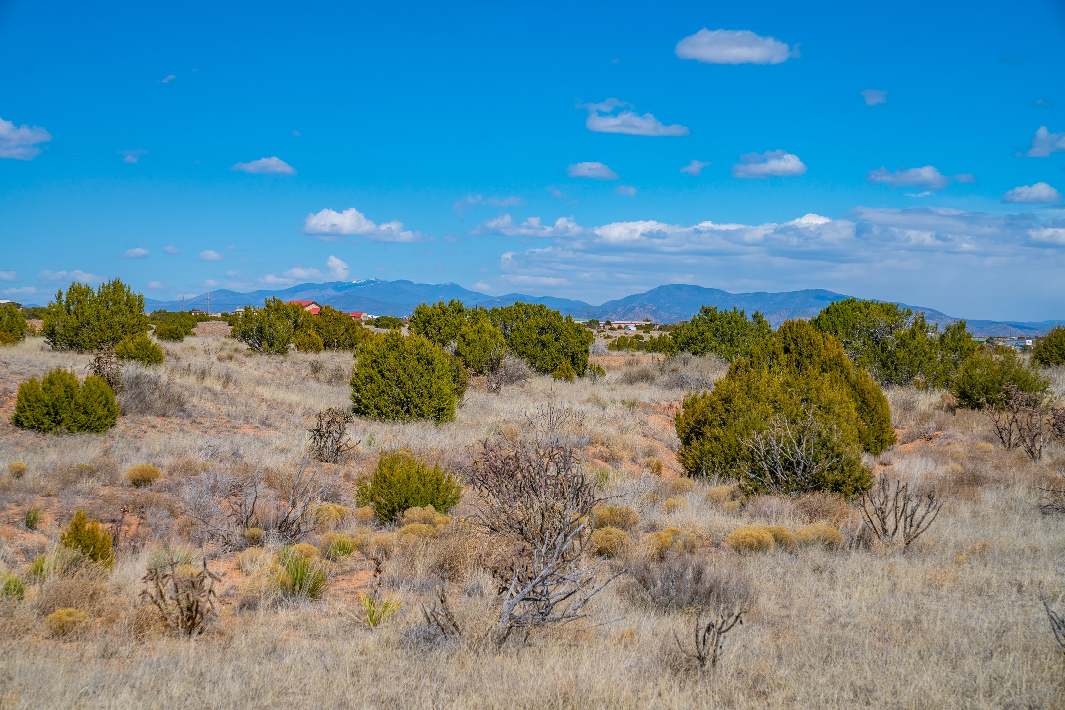 Open scrubland with juniper bushes and dry grasses, backed by distant mountains beneath a bright blue sky.