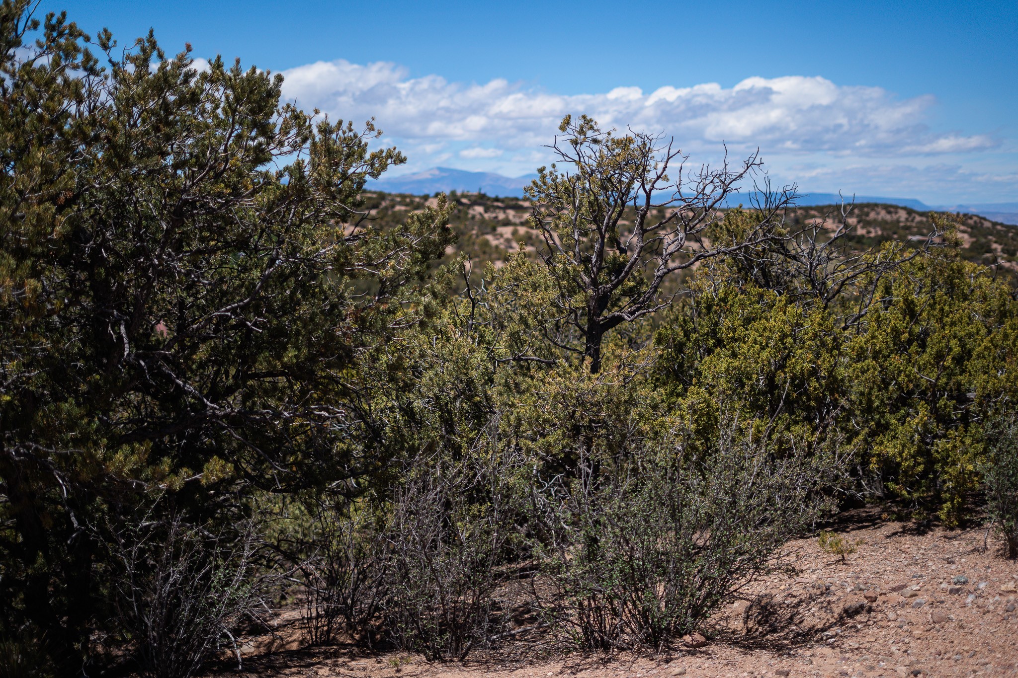 Brush-covered land with juniper trees and distant mountains under a blue sky.