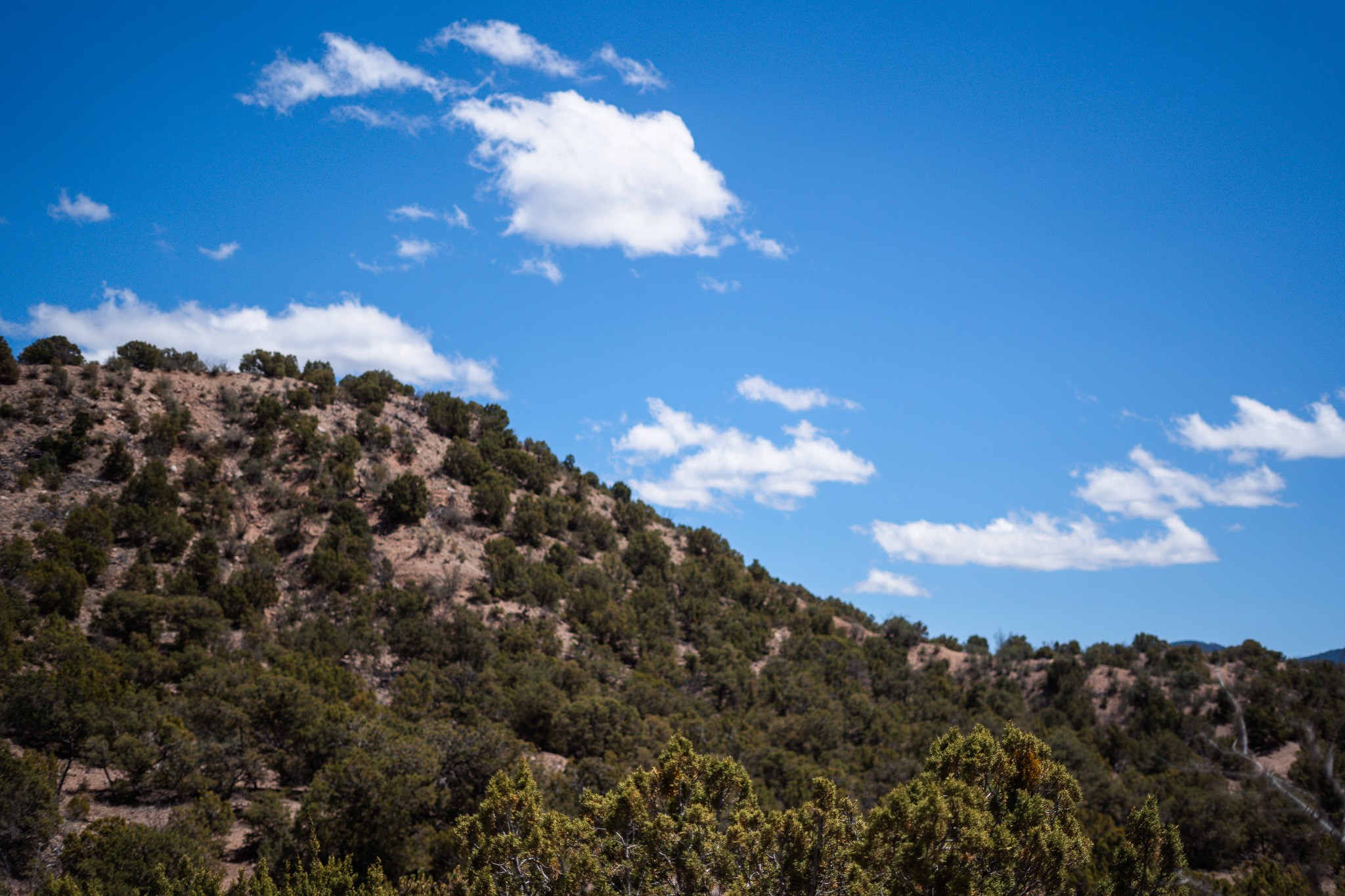 Shrub-covered hillside on the Red Ridge Road acreage beneath a blue, cloud-filled sky.