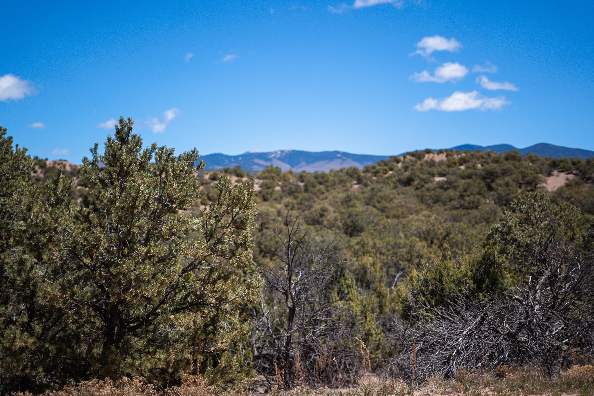 Undeveloped wooded acreage with scrubby evergreens, rolling hills, and distant mountains.