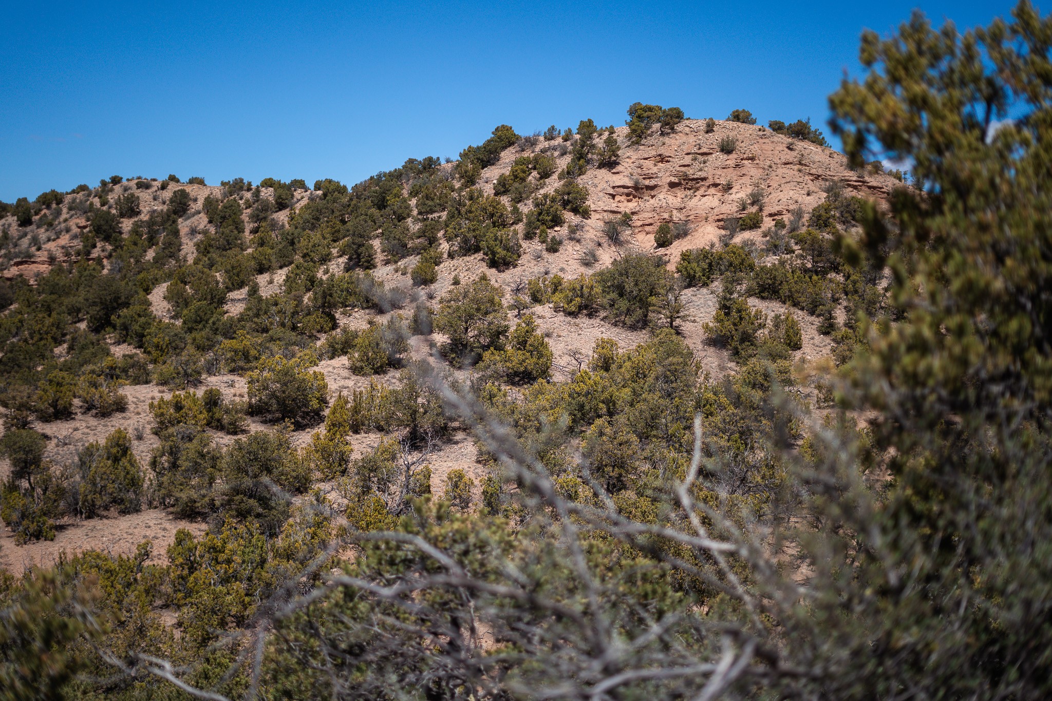 Dry, shrub-covered hillside with exposed red rock and blurred branches in the foreground.