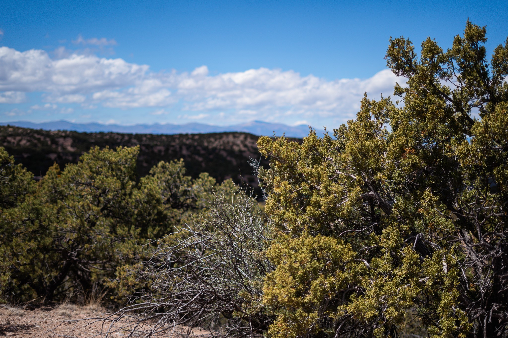 Wooded acreage with juniper in the foreground and distant mountains under a blue, cloud-dotted sky.