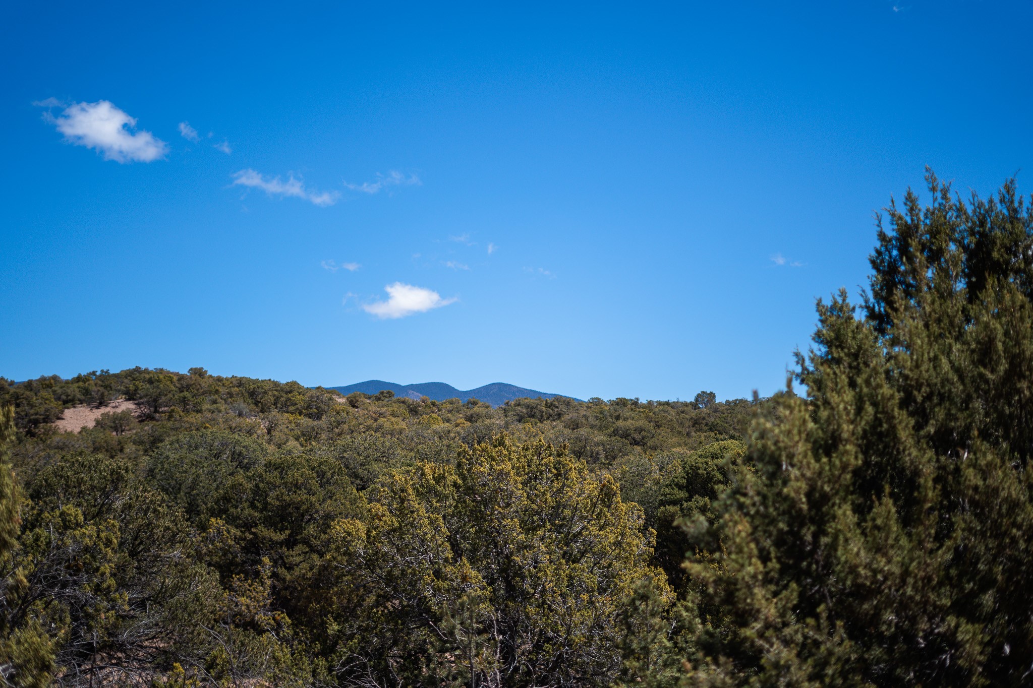 Undeveloped scrubland with distant mountain views and a tall evergreen tree.