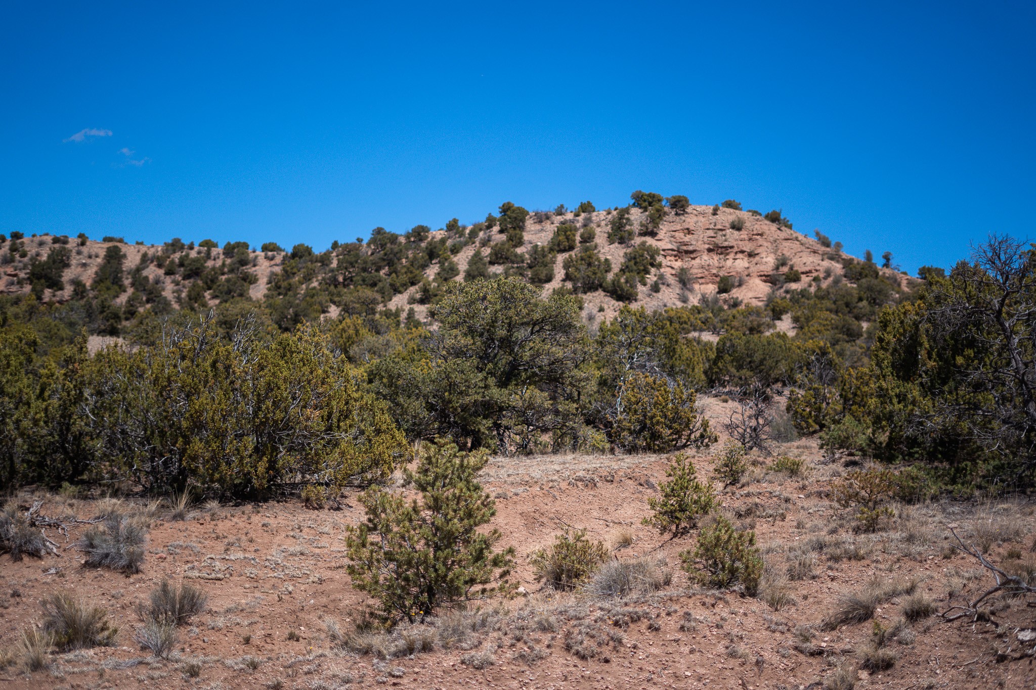 Undeveloped scrubland with juniper trees and a rocky ridge beneath a clear blue sky.