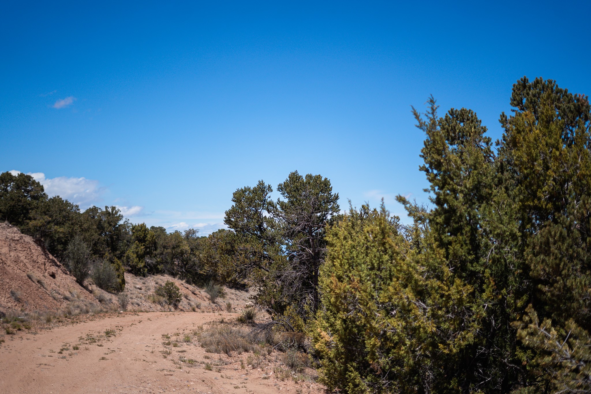 Sandy track winds between juniper and pine trees across undeveloped land.