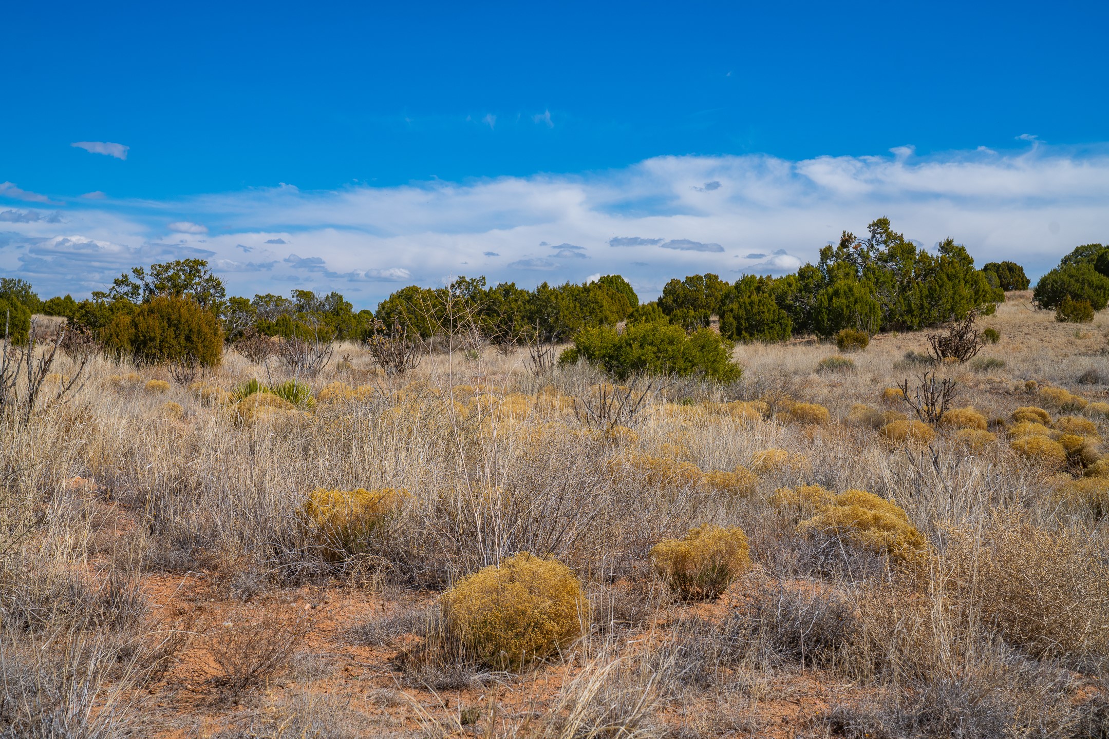 Open vacant lot with dry grasses, scattered shrubs, and evergreen trees under a cloud-filled blue sky.