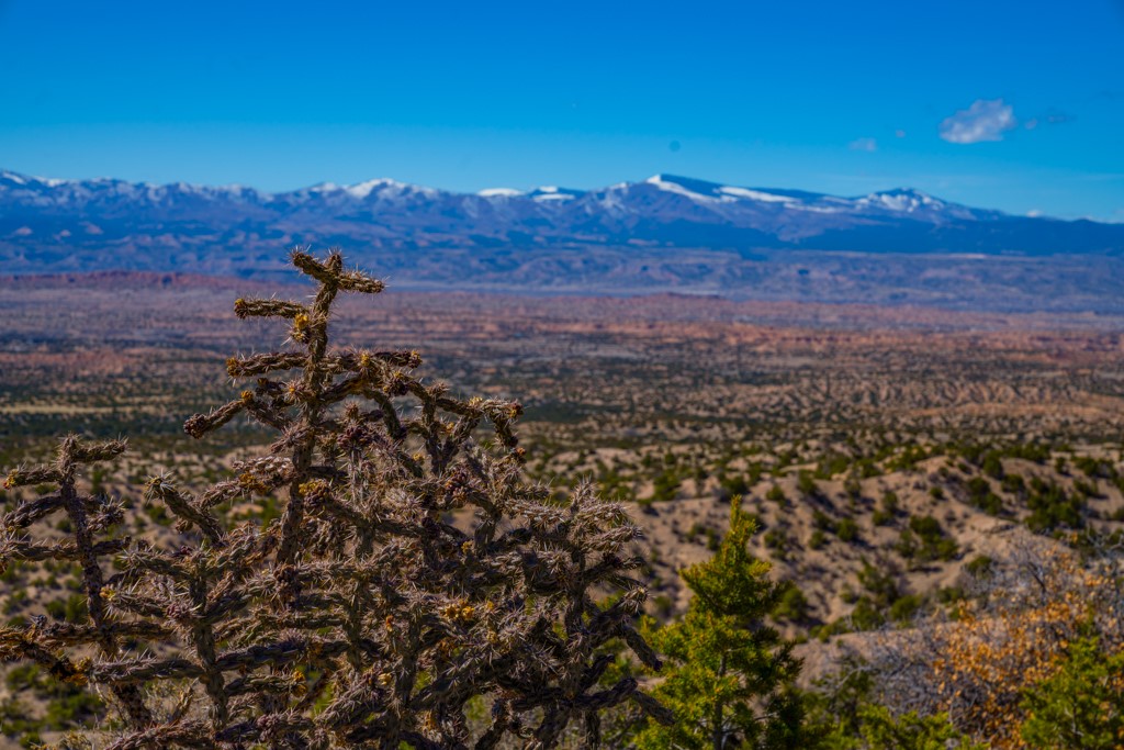 Arid New Mexico land with a foreground cactus and distant snow-dusted mountains.