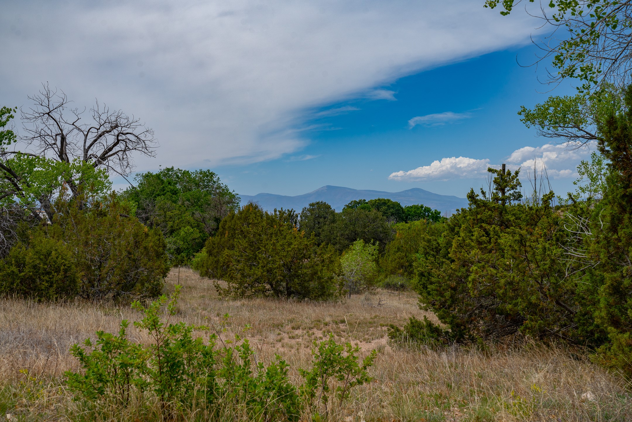 Wooded lot with a grassy clearing and distant mountain views.
