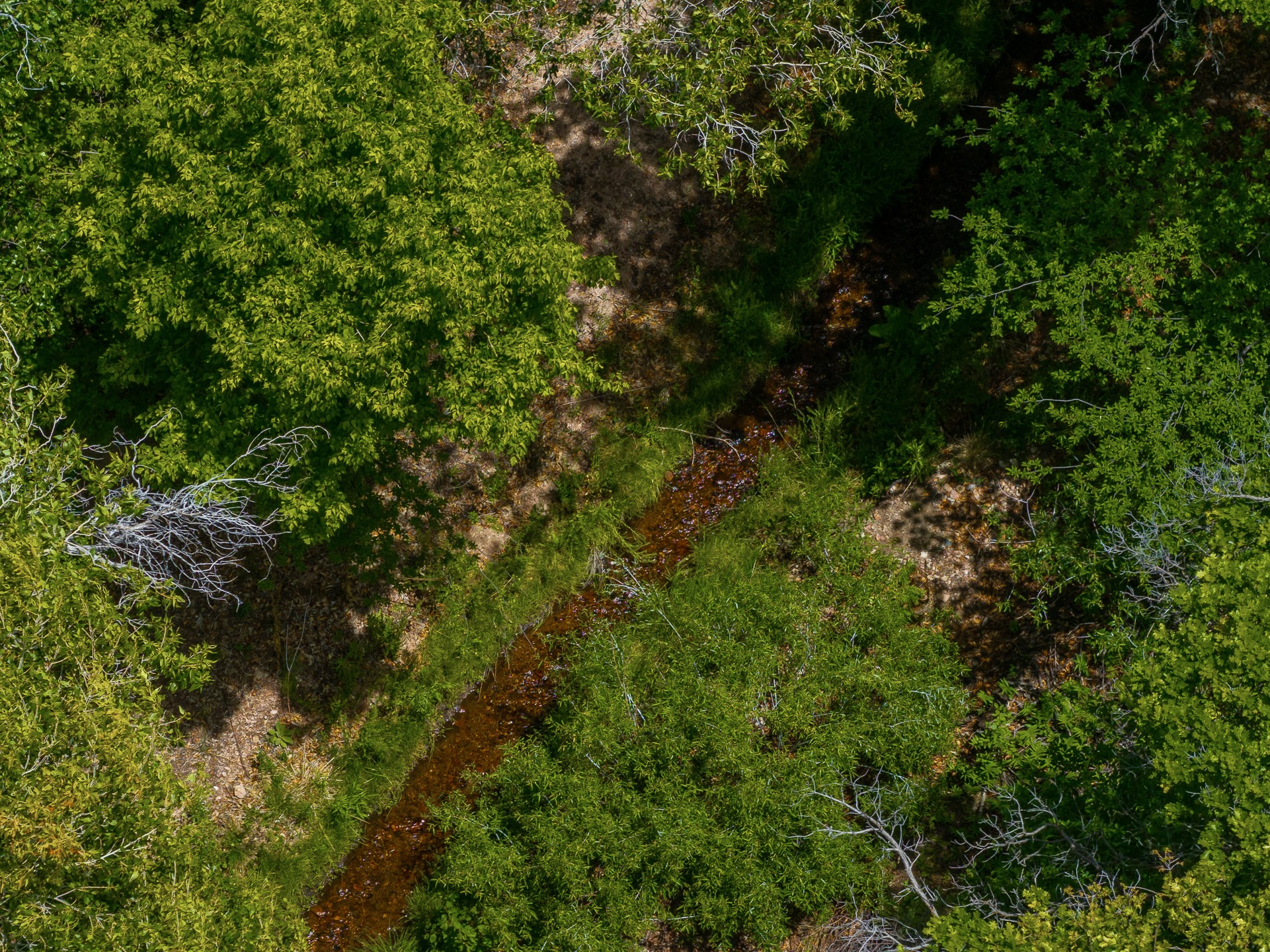 Aerial view of a wooded property with a creek winding through dense green foliage.
