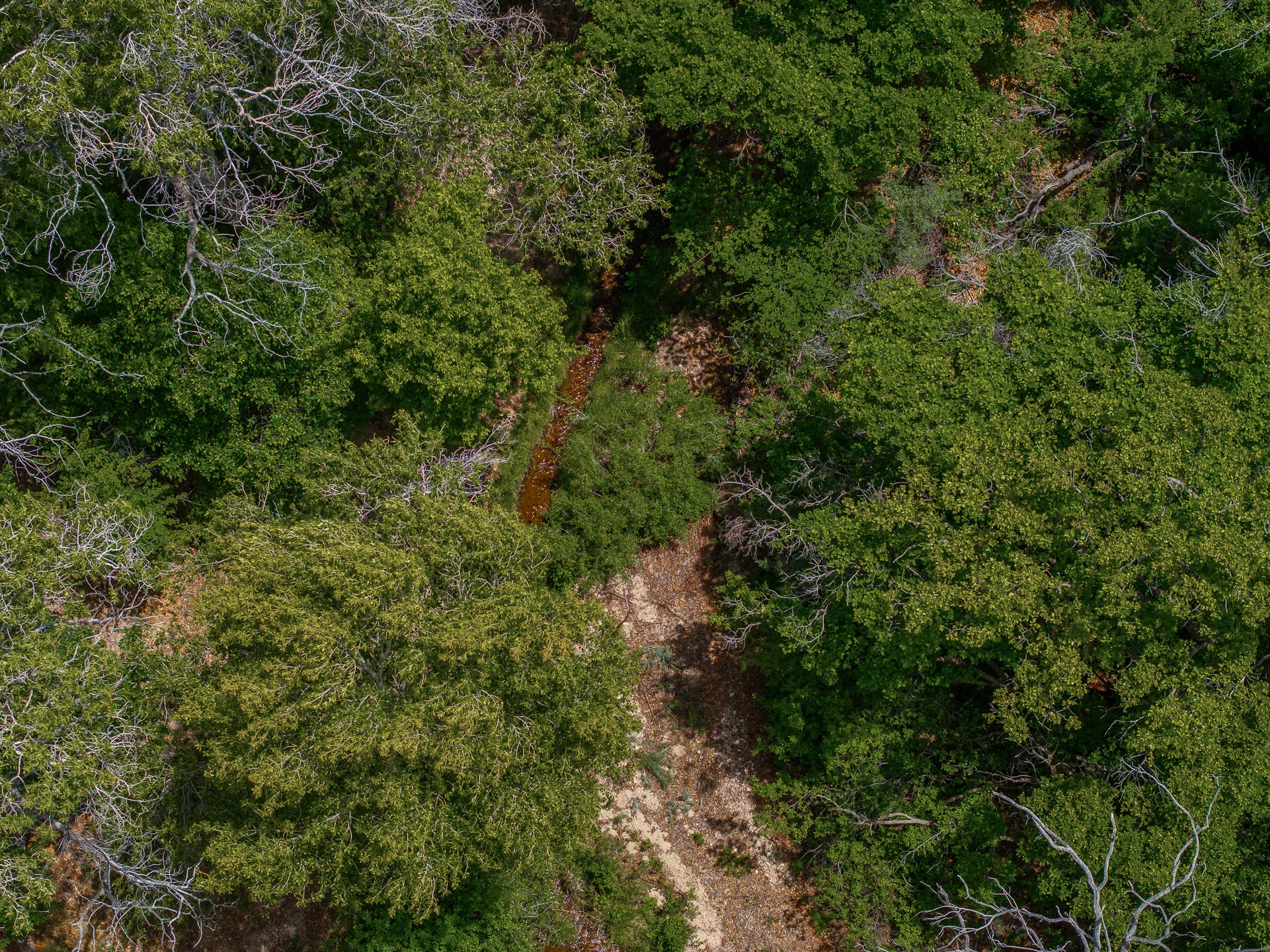 Aerial view of dense woodland with a winding creek and rocky patches.