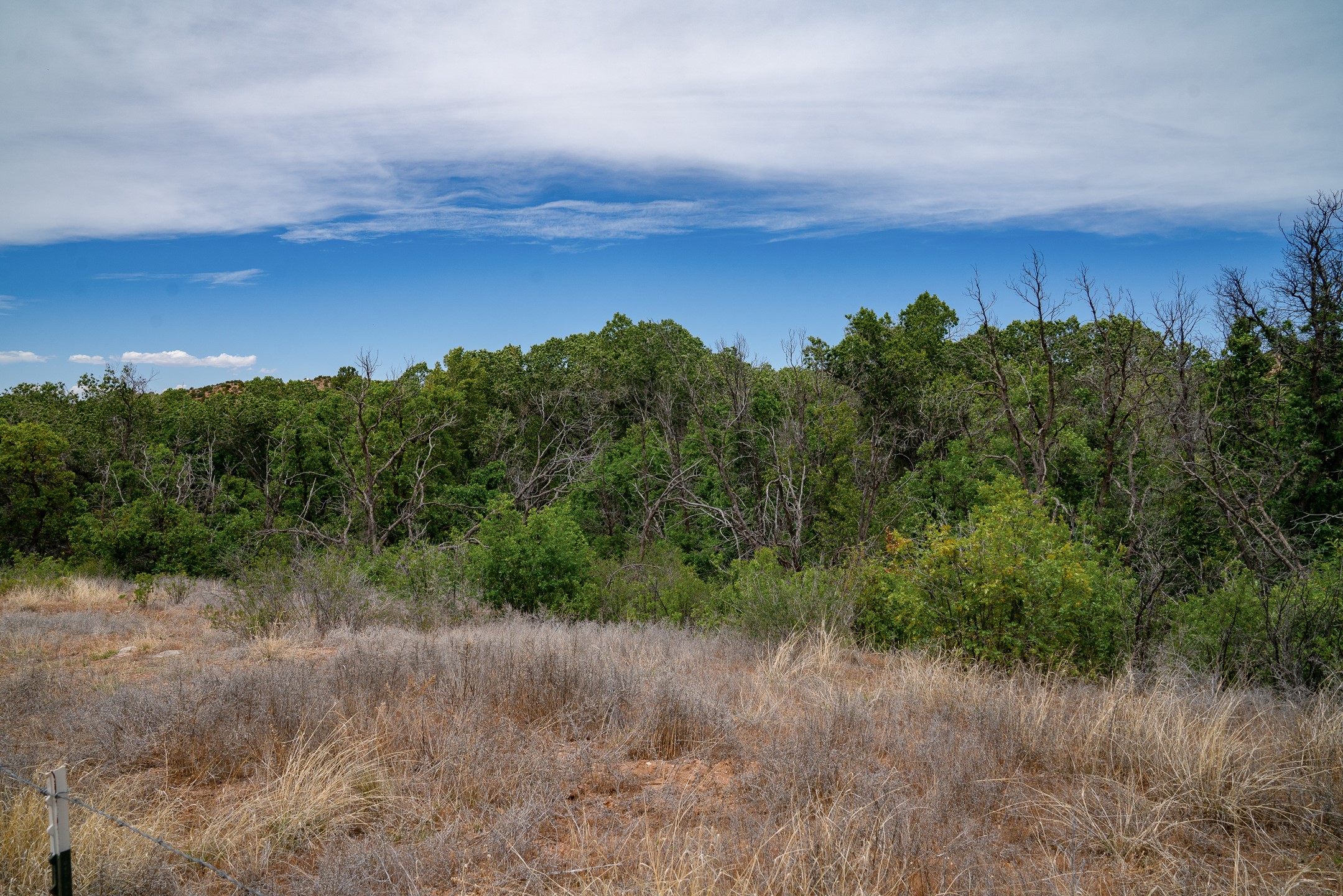 Wooded vacant land with dry grasses, dense trees, and a wire fence beneath a blue sky.