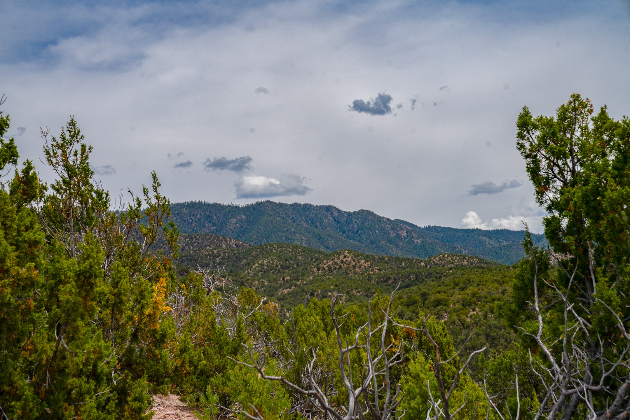 Forested mountain ridges seen beyond evergreen trees and bare branches.