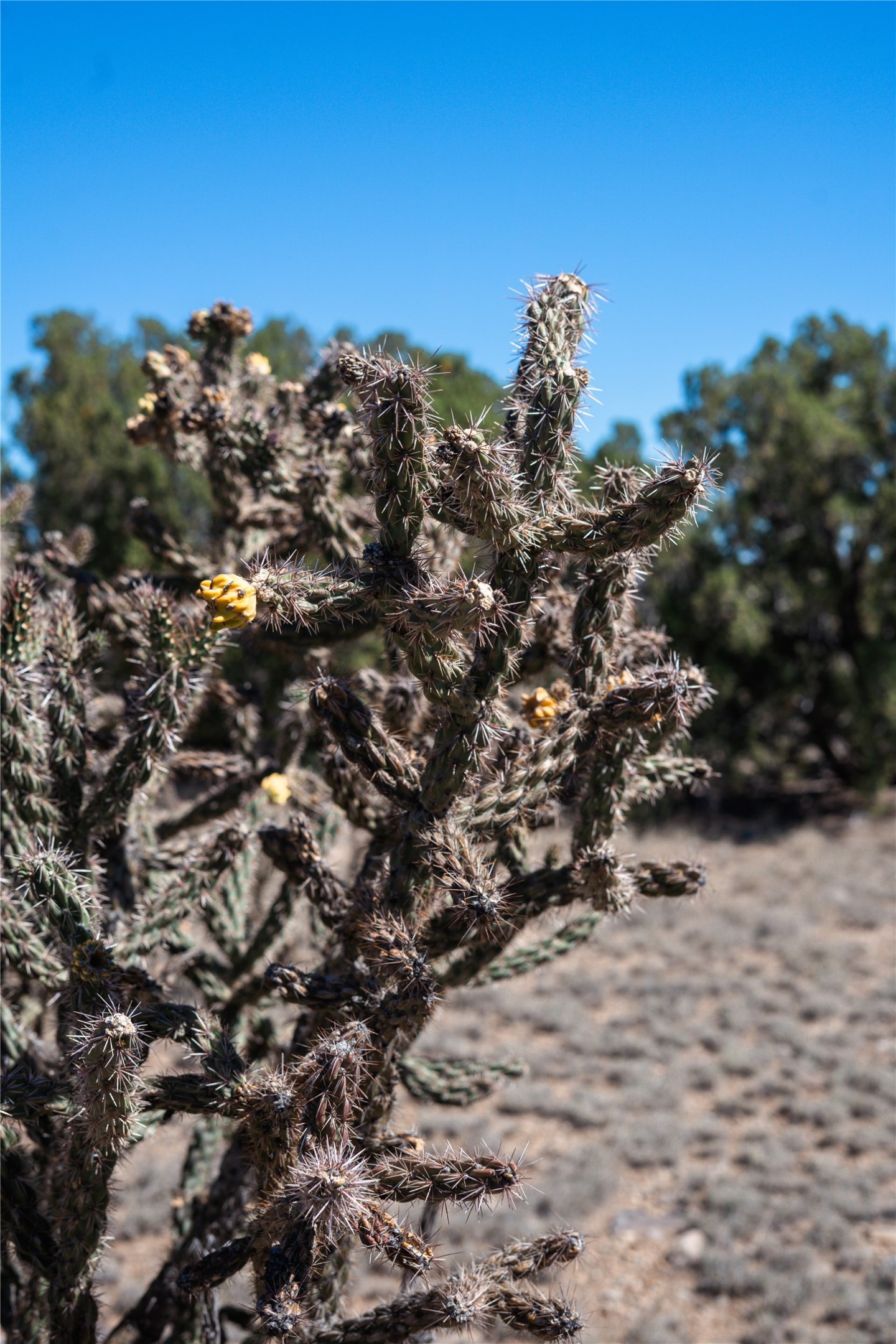 Spiny cholla cactus with yellow flowers against a dry desert landscape.