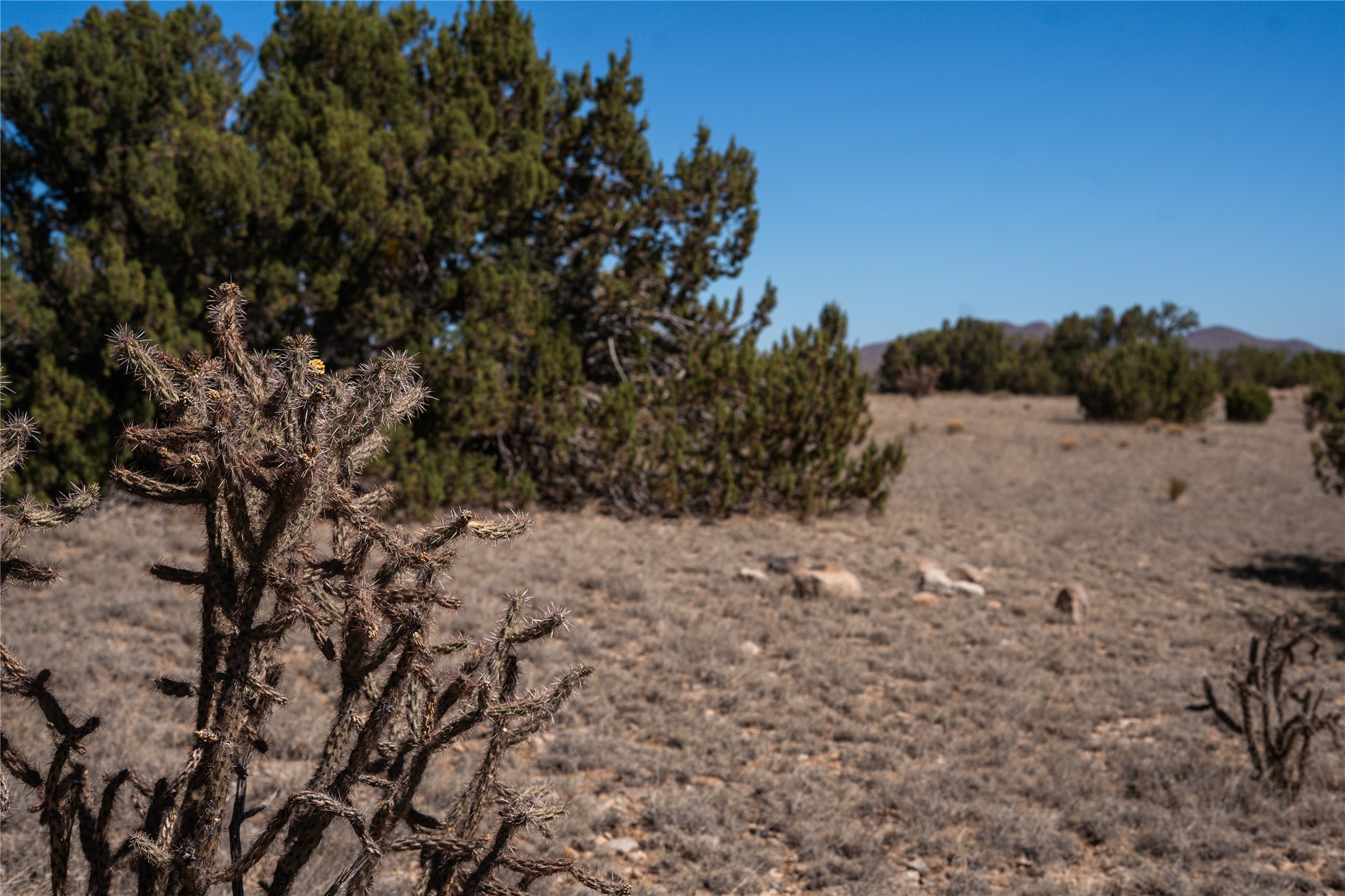 Vacant land with a prominent cholla cactus, scattered junipers, and distant hills.