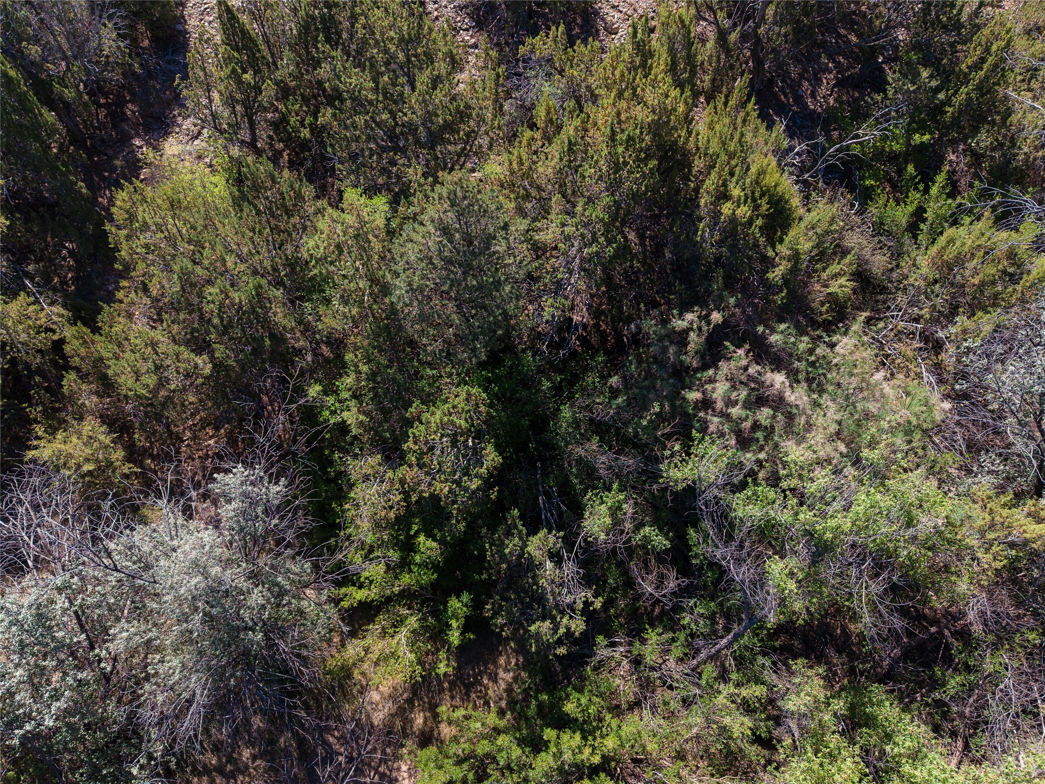 Aerial view of a densely wooded property covered in shrubs and trees.
