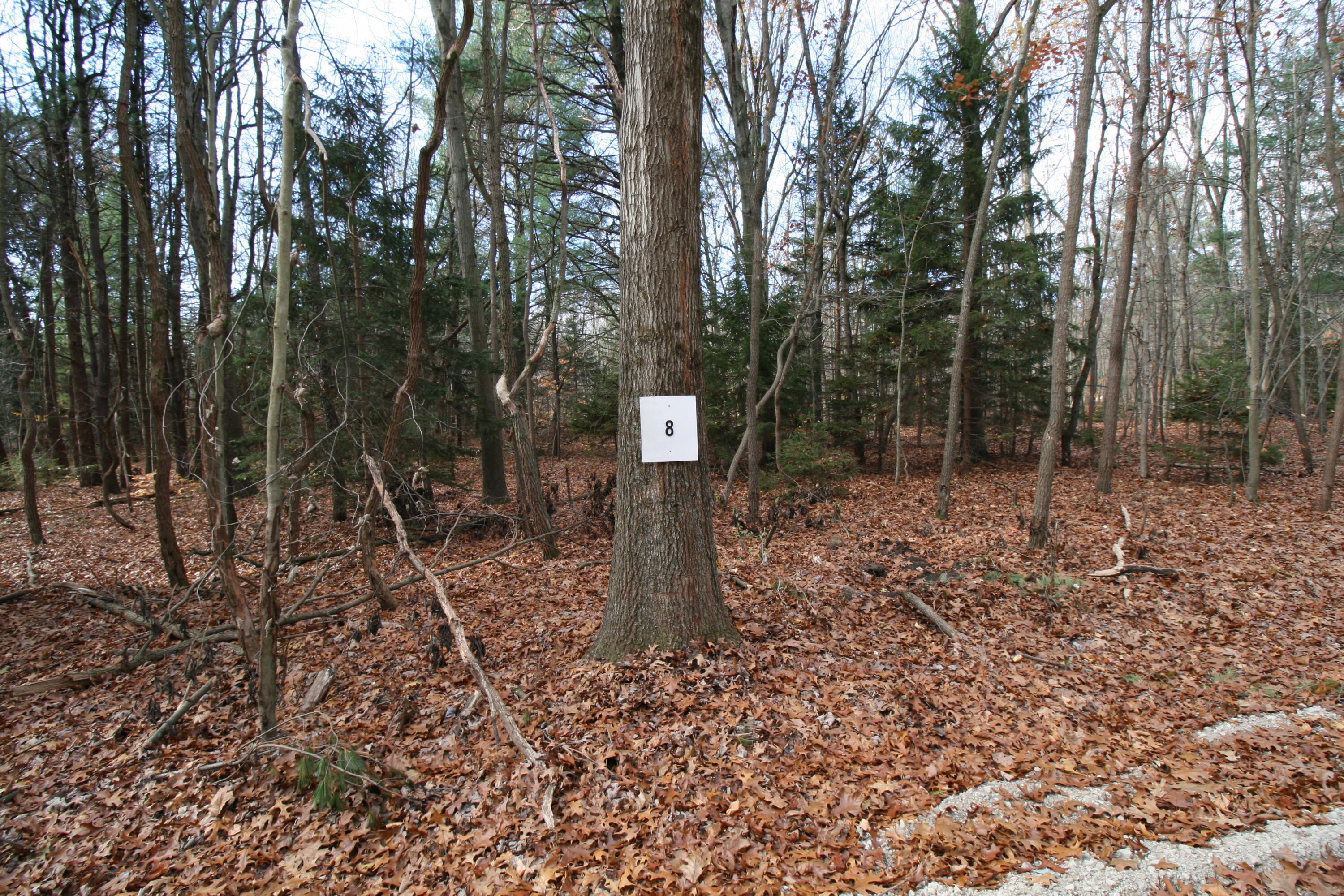 Westwood Trail, 8.2