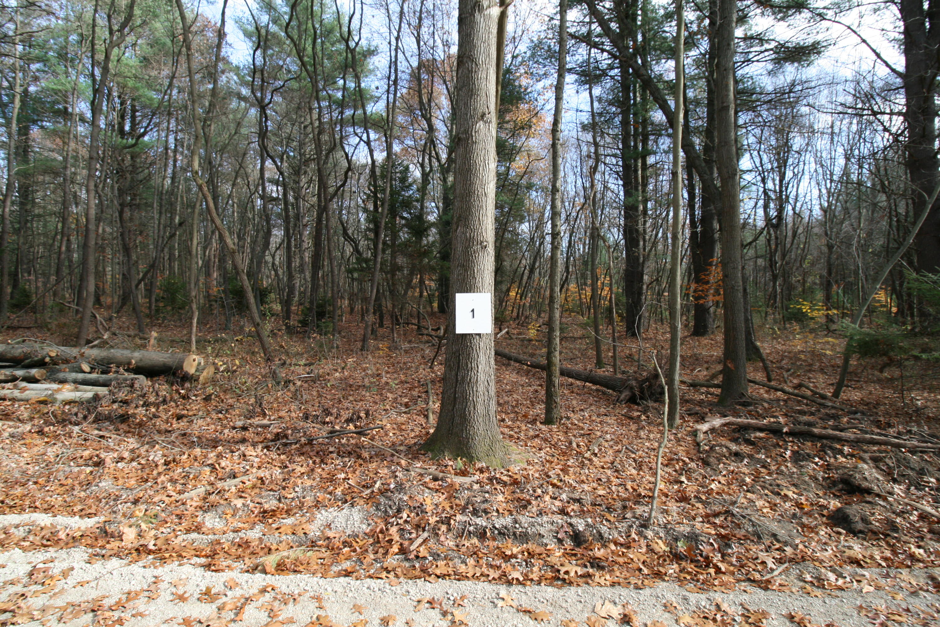 Westwood Trail, 1.2