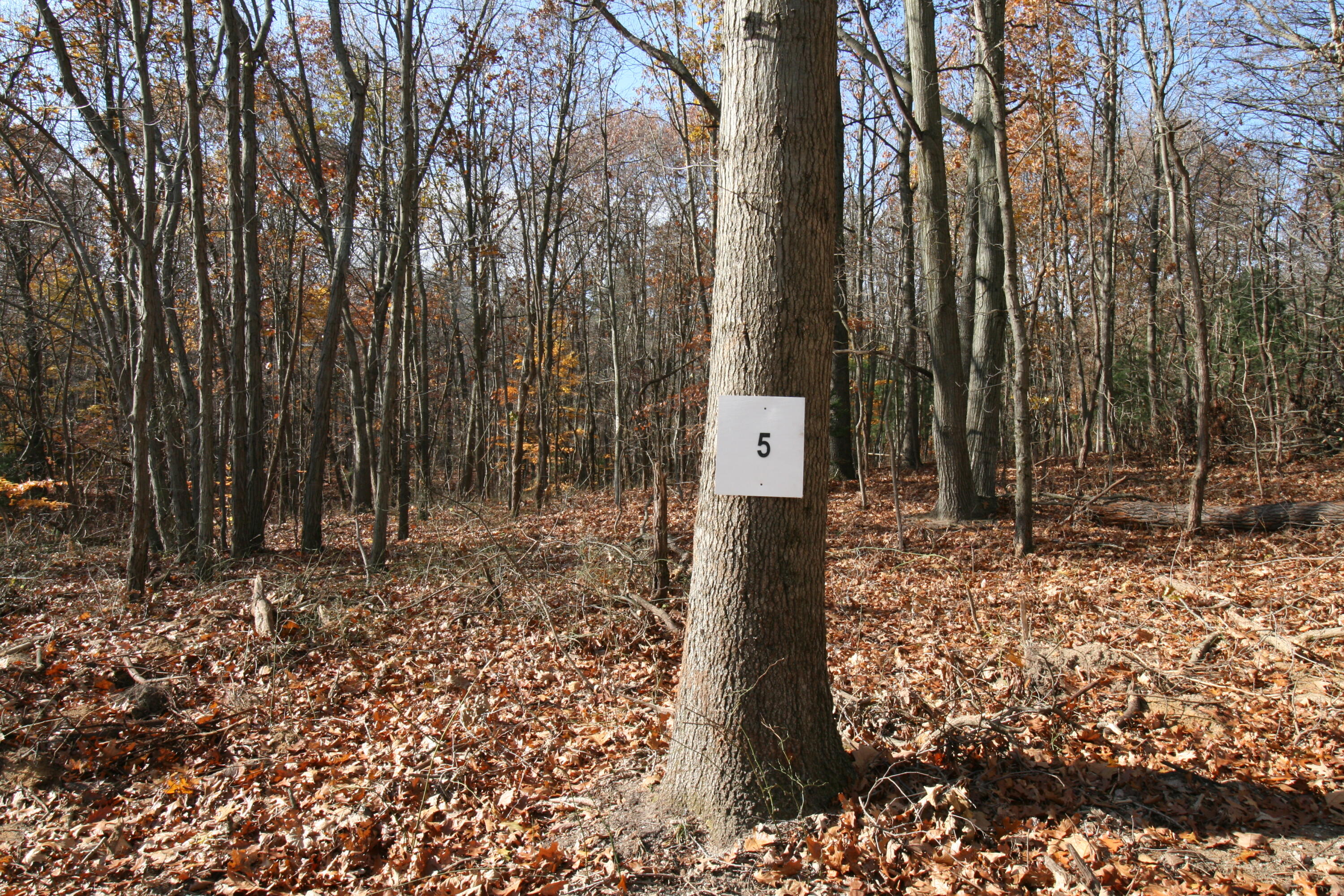 Westwood Trail, 5.2