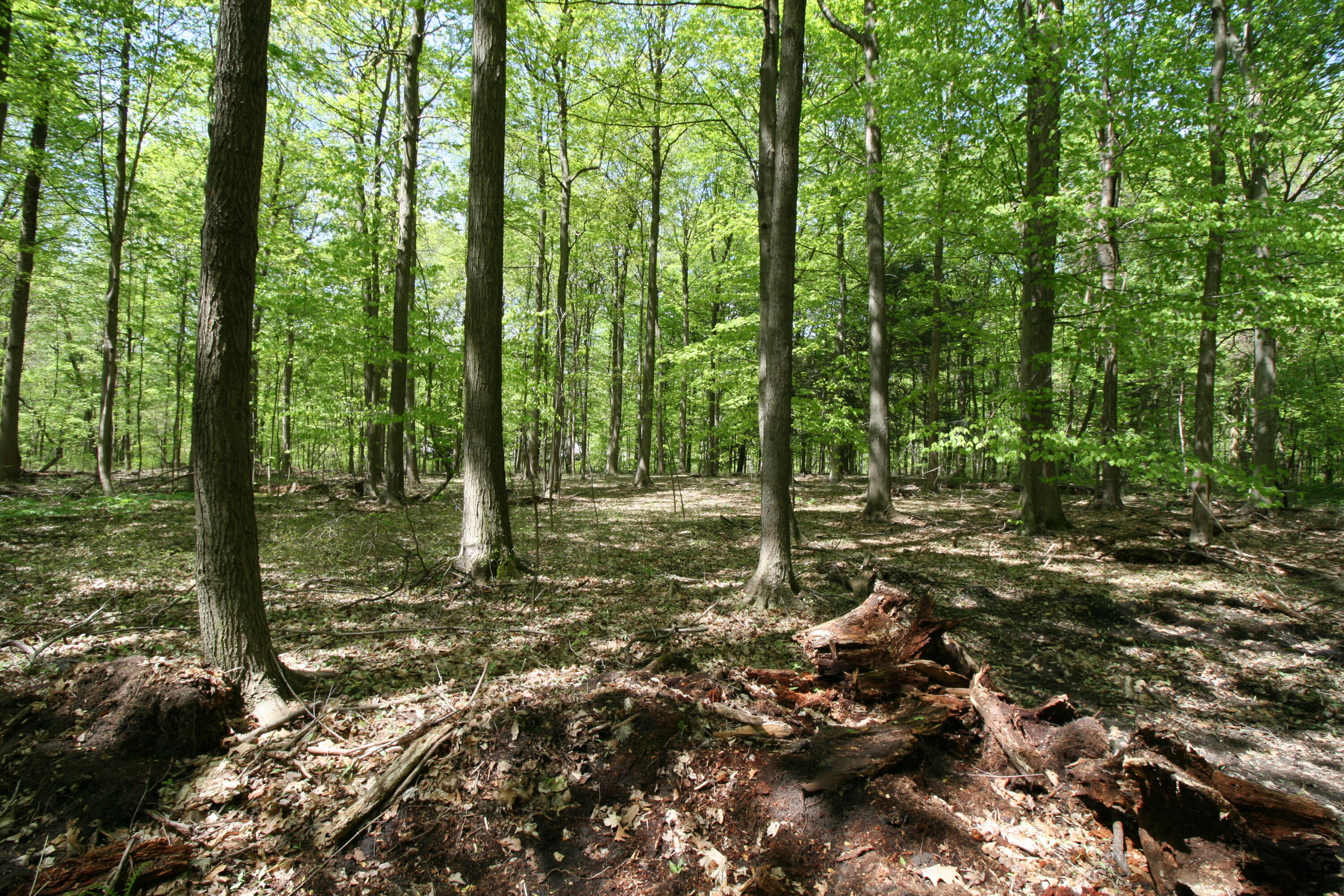 Westwood Trail, 3.2