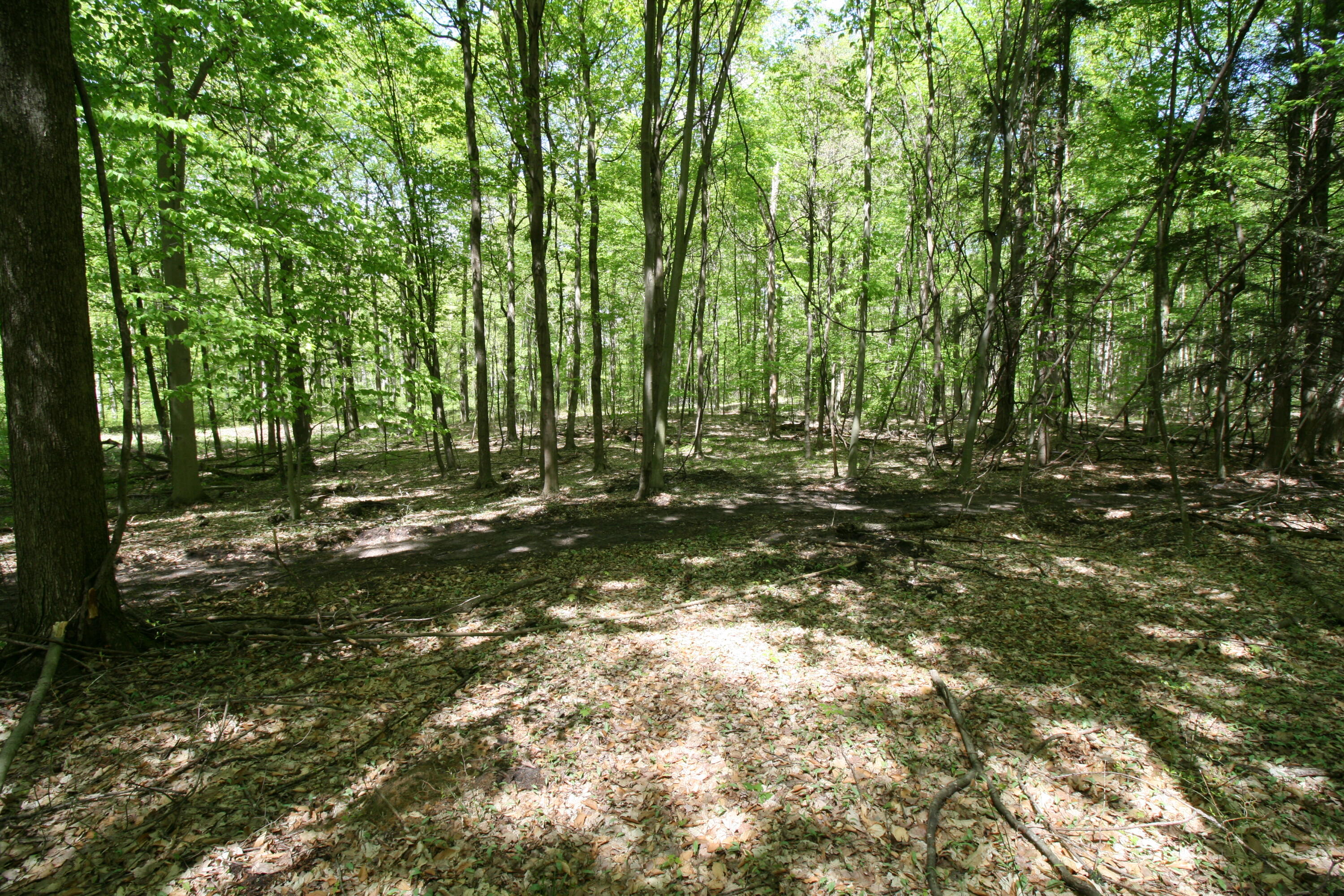 Westwood Trail, 3.2