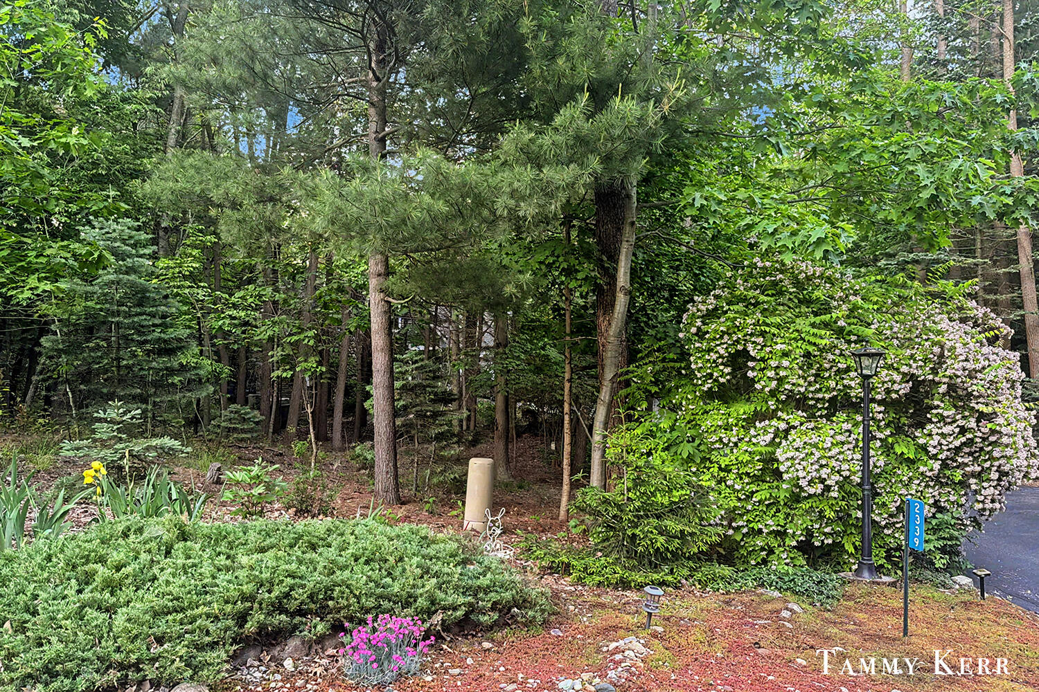 2339 Forest Trail Circle