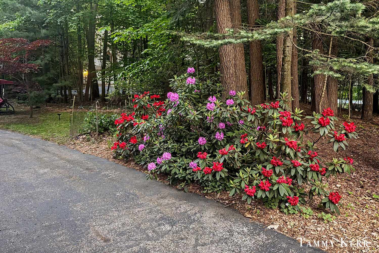 2339 Forest Trail Circle