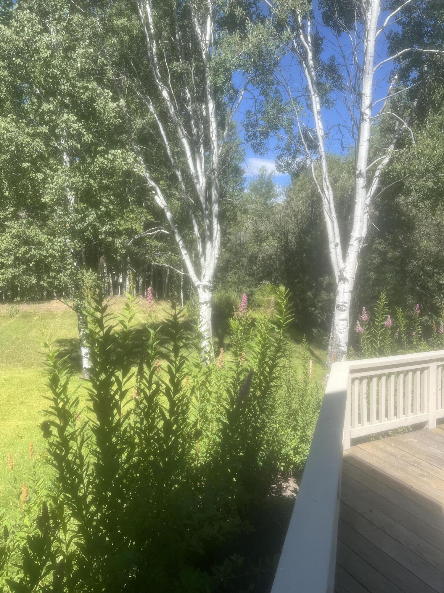 4 BLACK BIRCH Dr