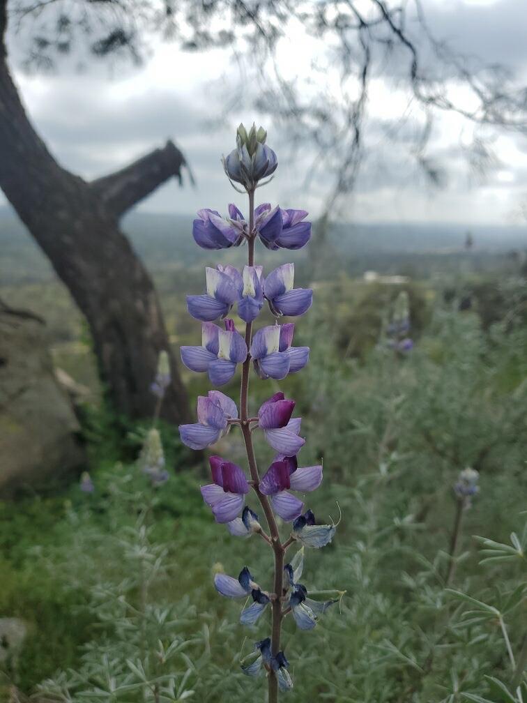 0 Spinecup Ridge