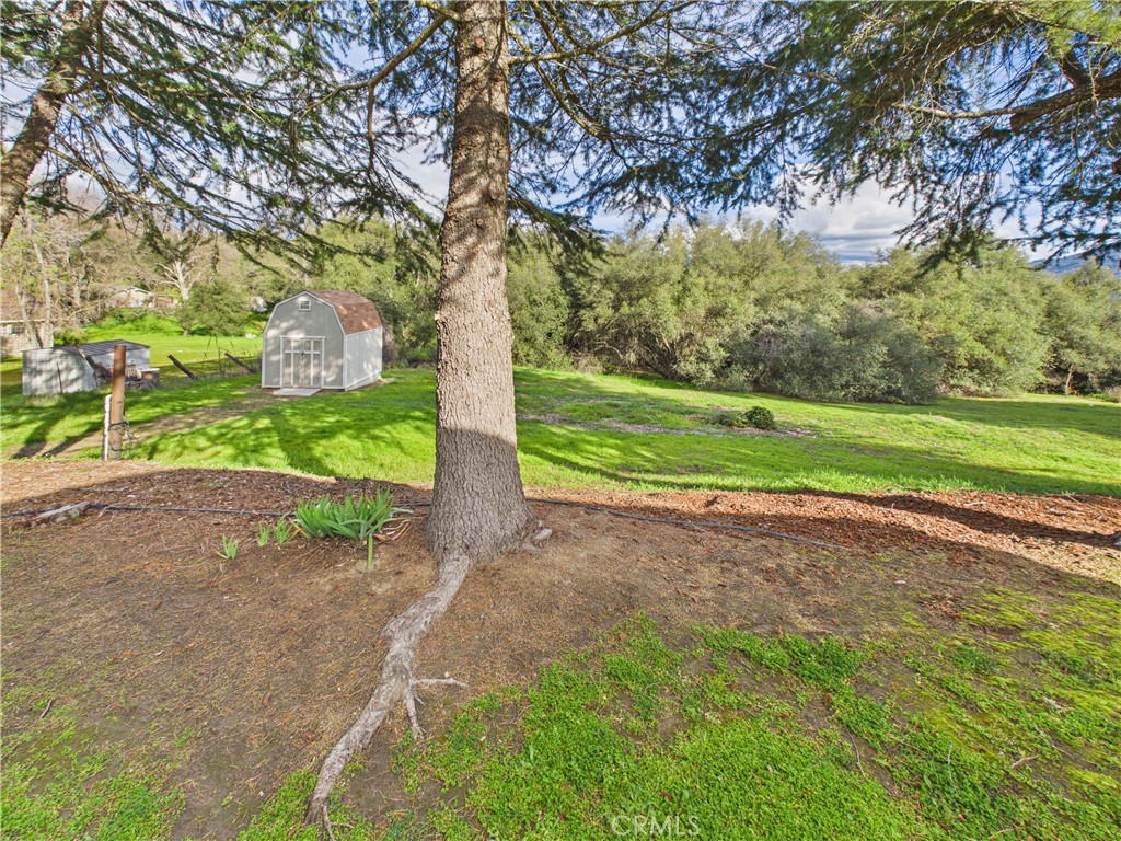 42177 Lone Olive