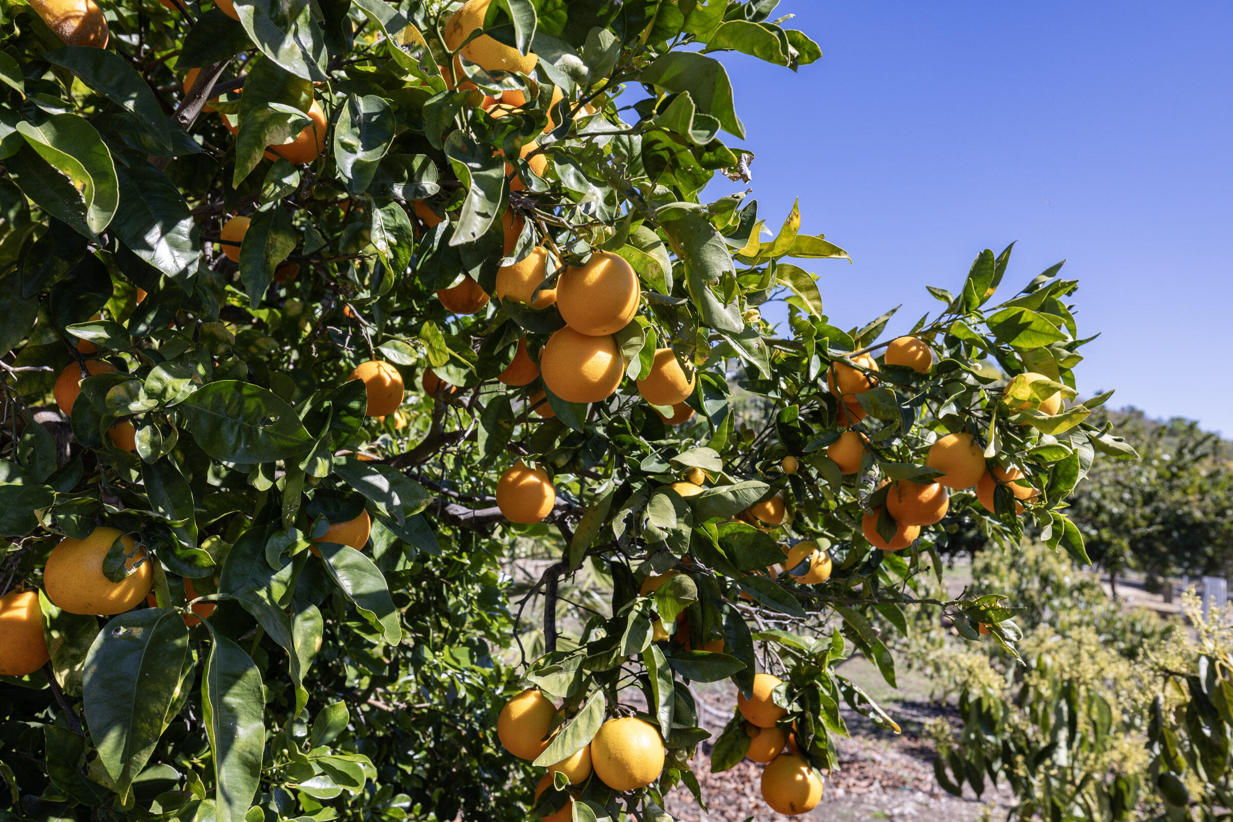 200 Ellwood Ridge Road