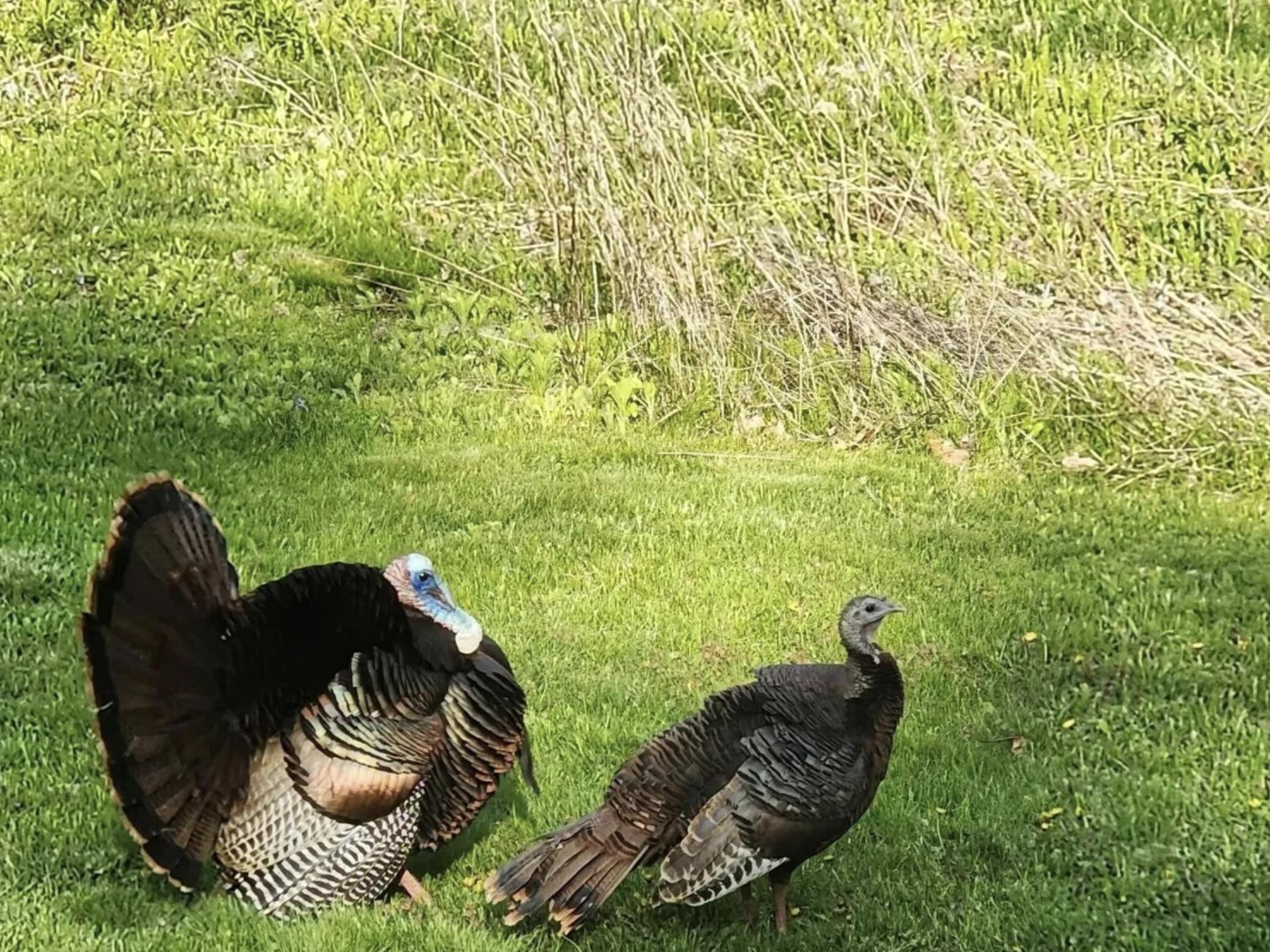57 Farmview Lane