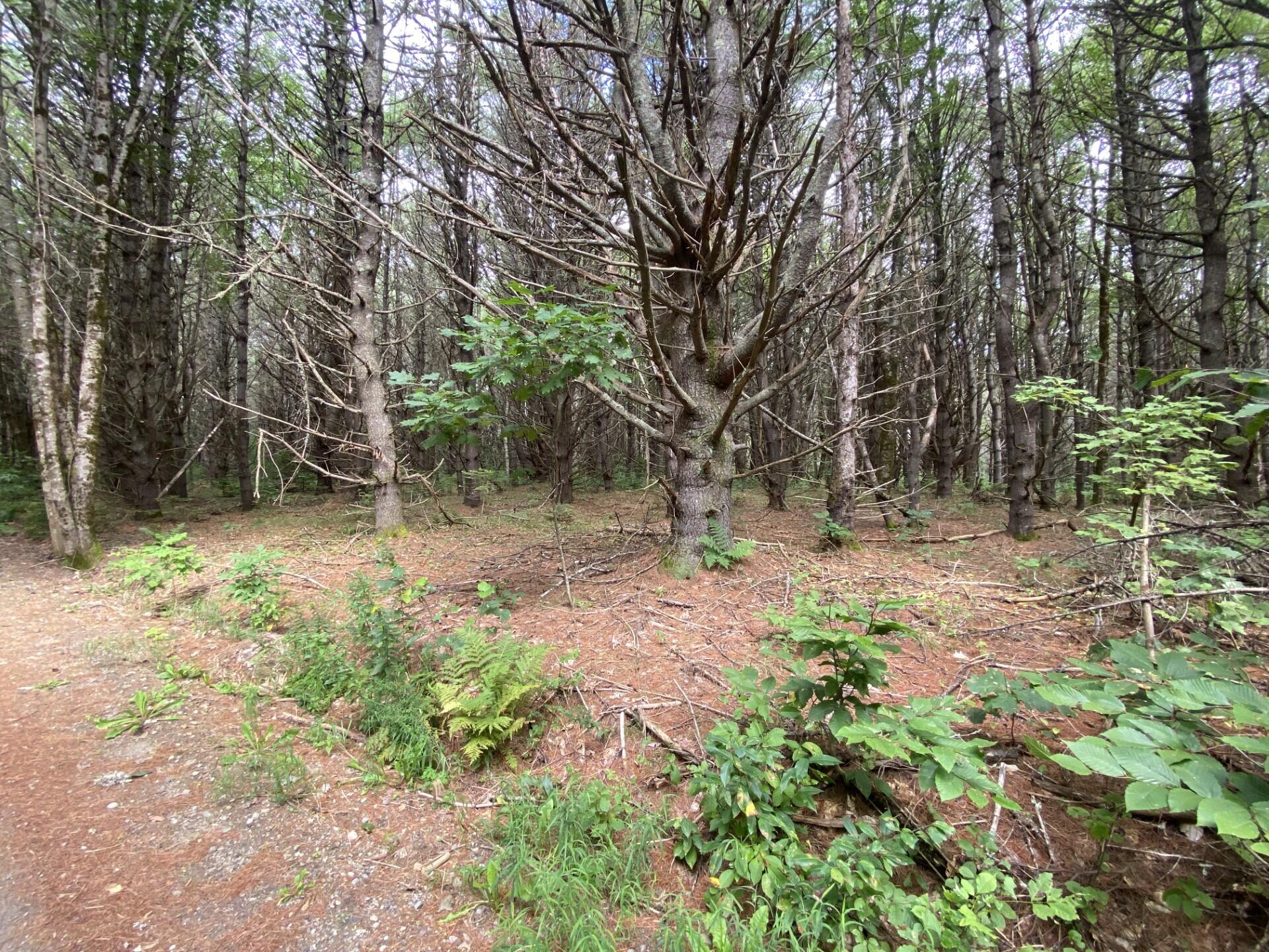 Lot 25 Turner Ridge Road