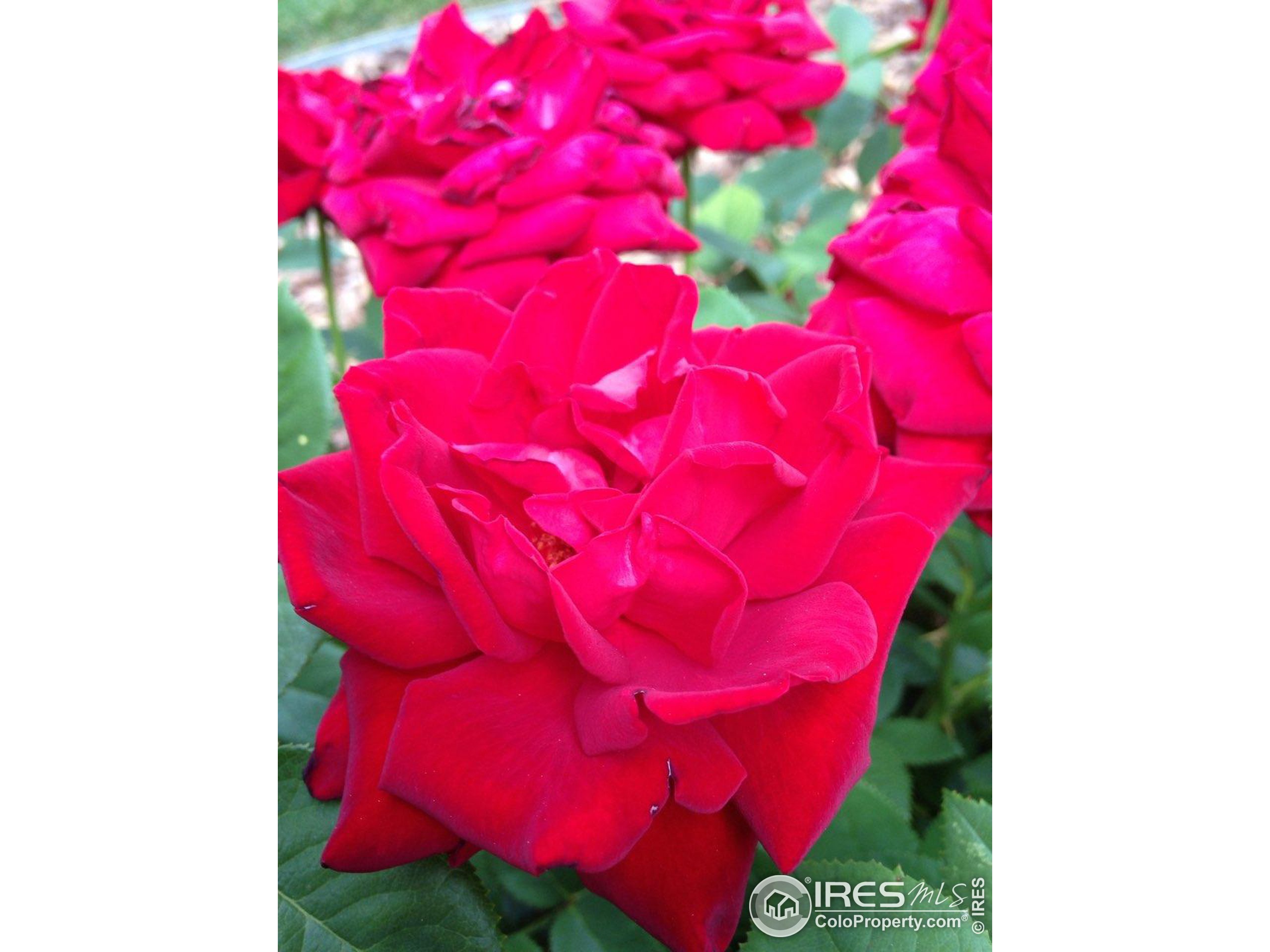 1528 Prairie Hawk Dr