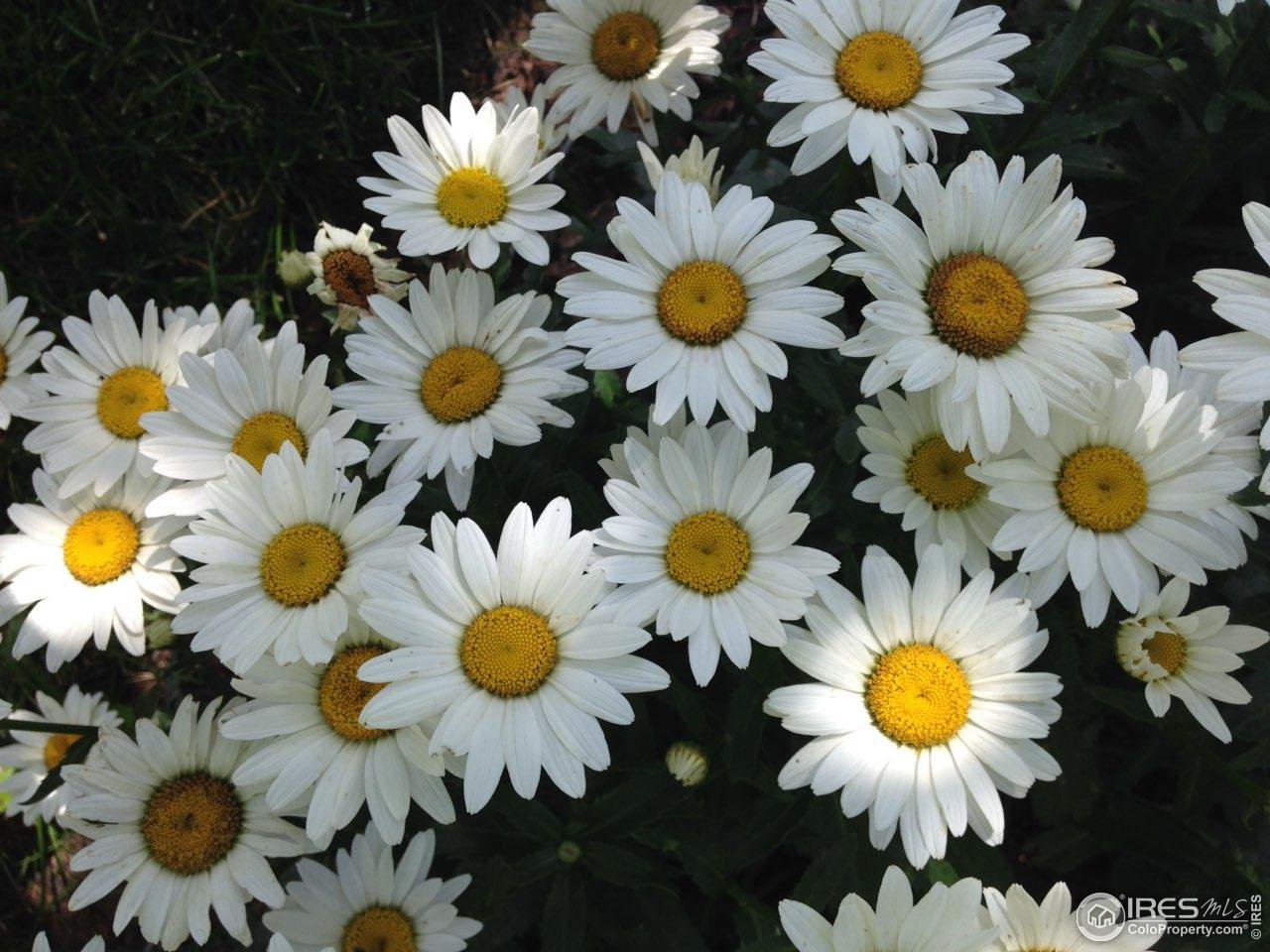 1528 Prairie Hawk Dr