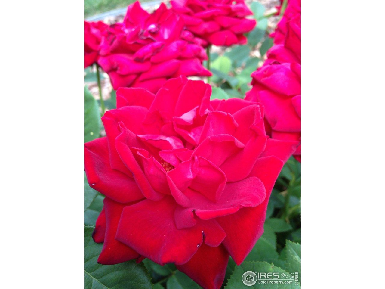 1528 Prairie Hawk Dr