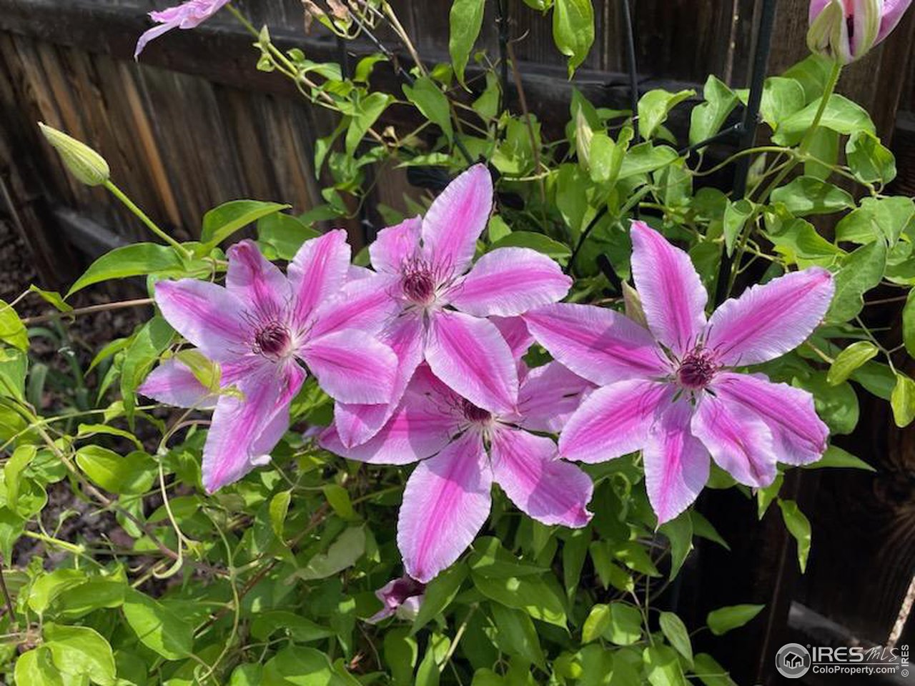 1528 Prairie Hawk Dr