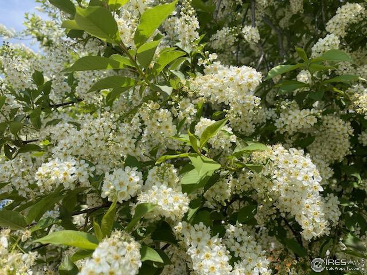 1528 Prairie Hawk Dr