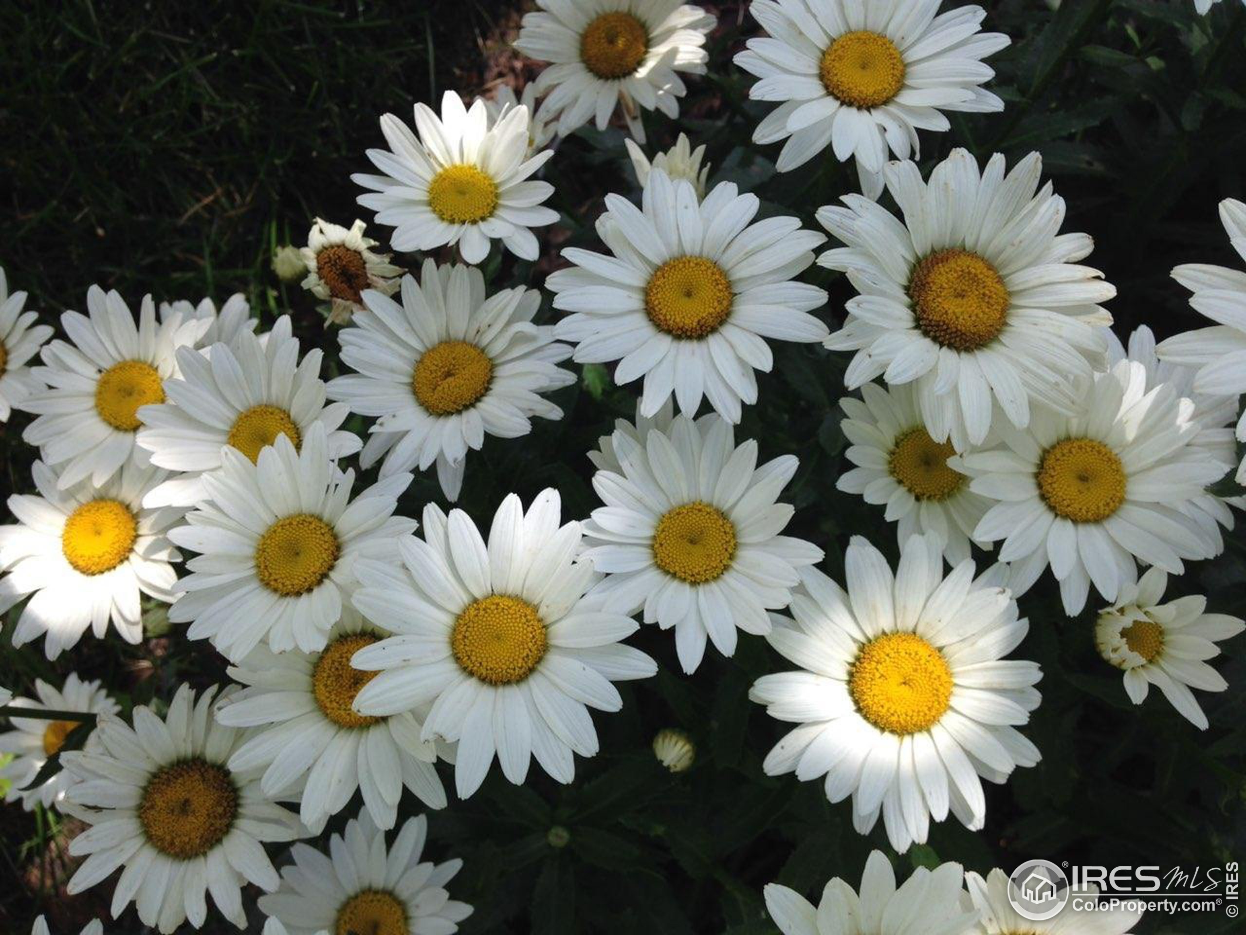 1528 Prairie Hawk Dr