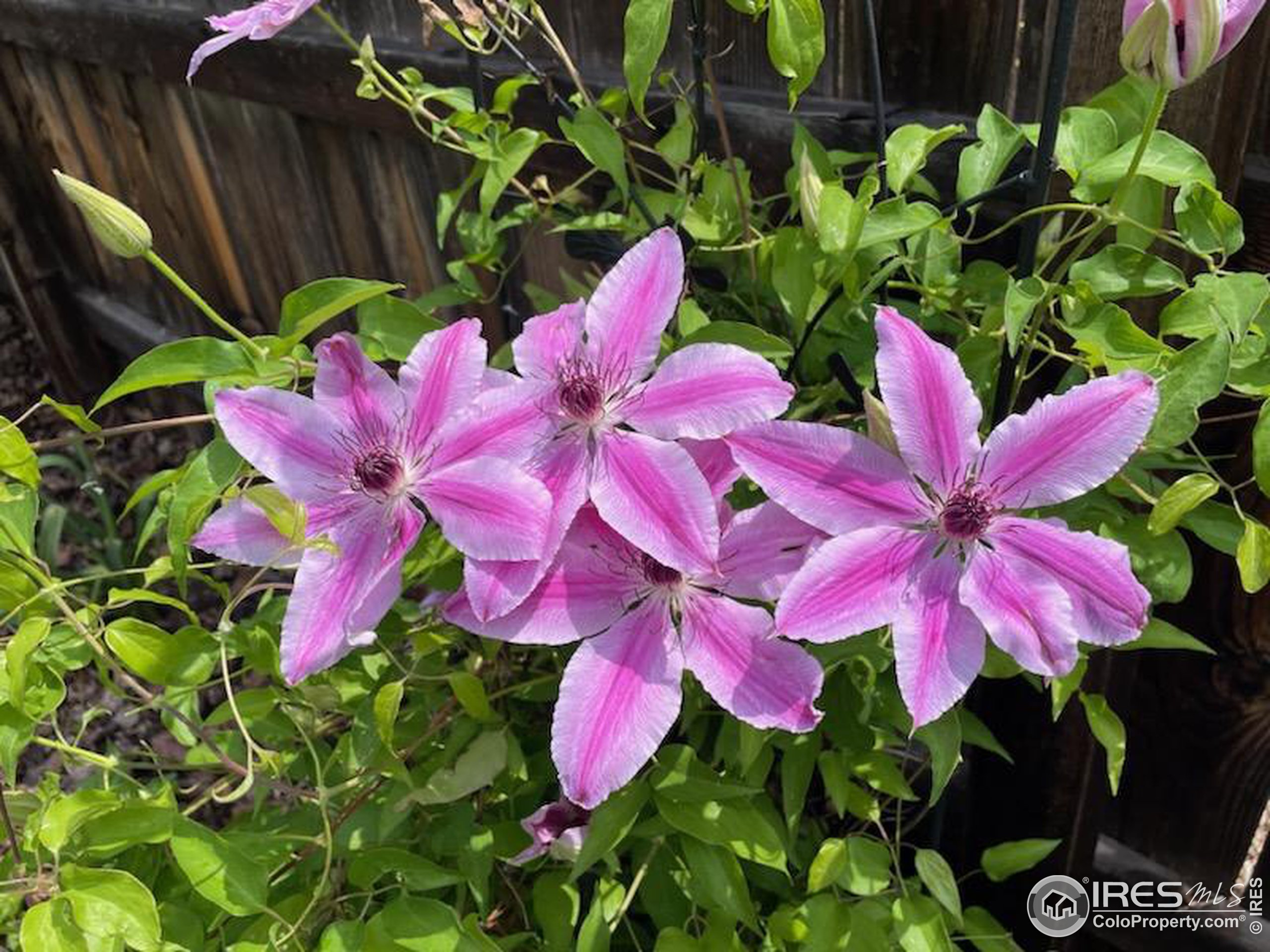 1528 Prairie Hawk Dr