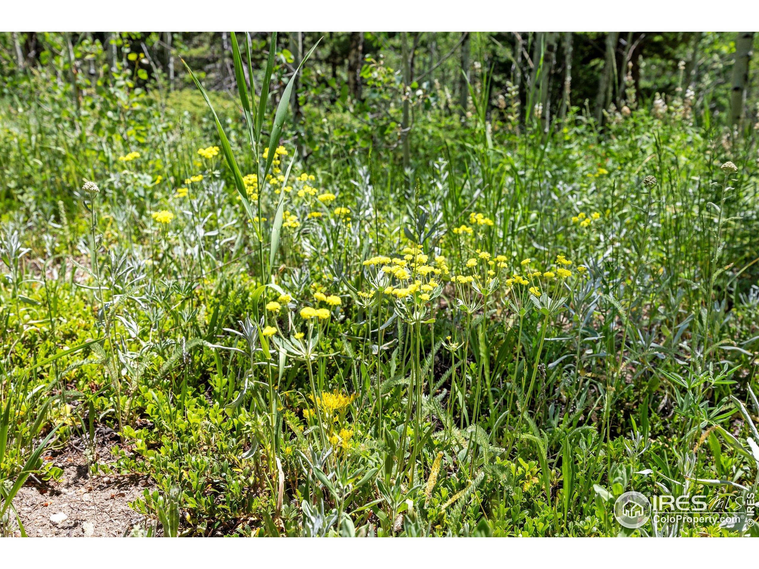 1568 County Road 103