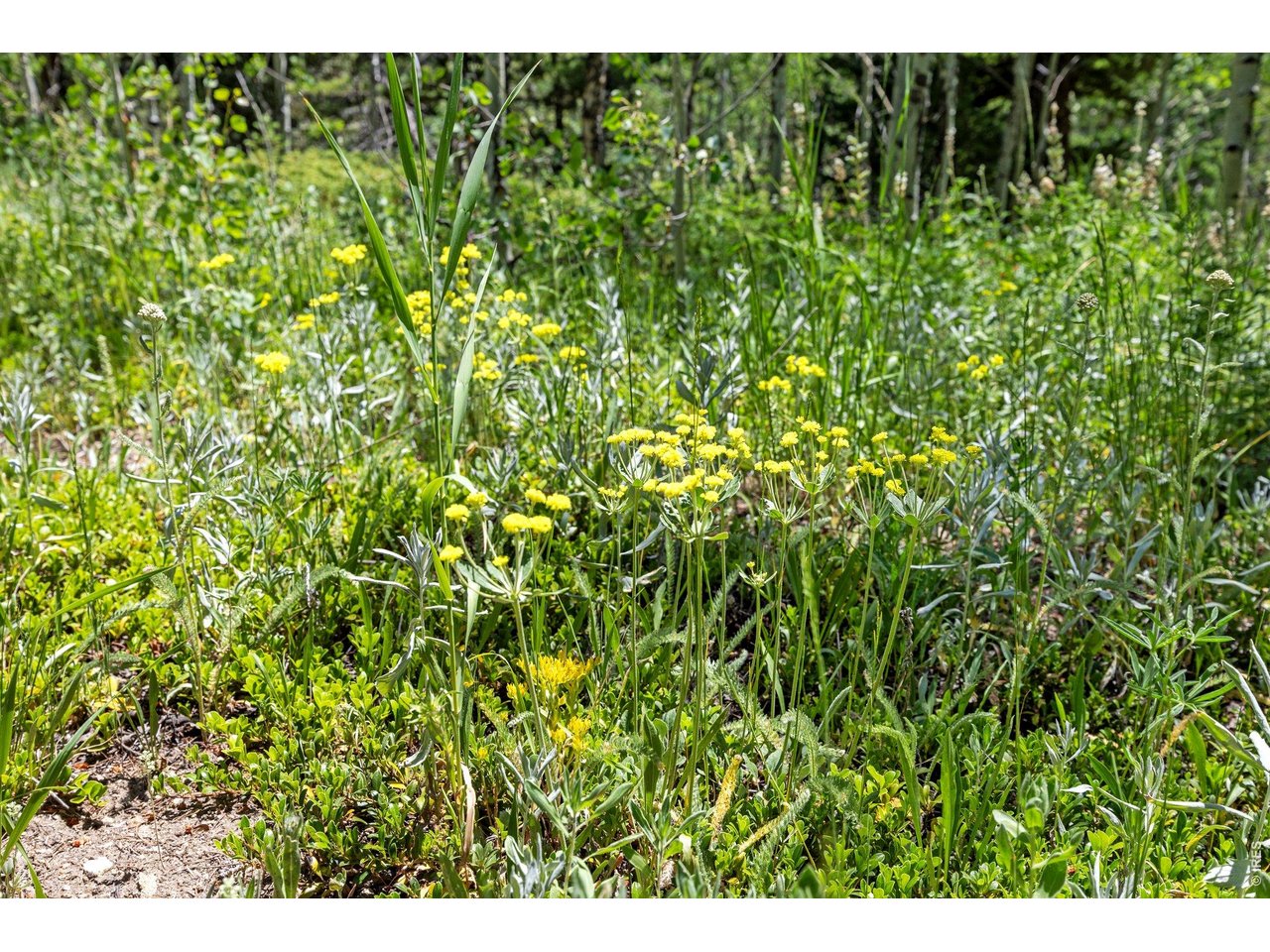 1568 County Road 103