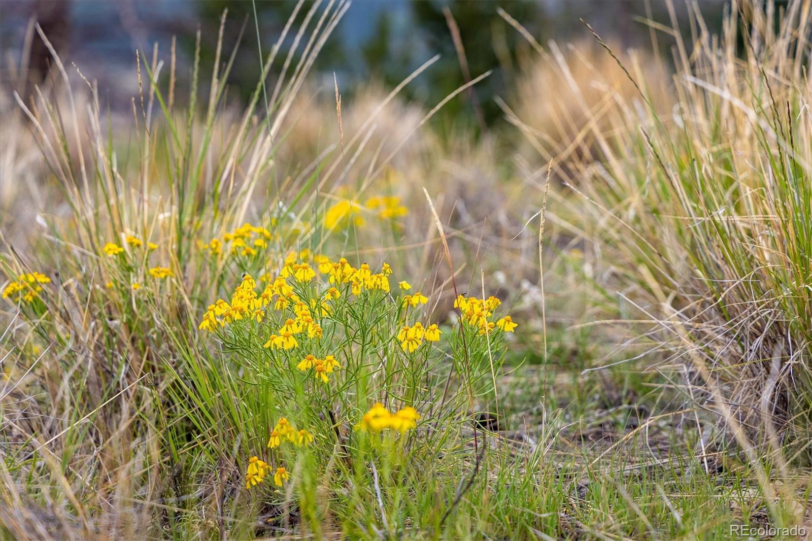 637 Lynch Creek Court