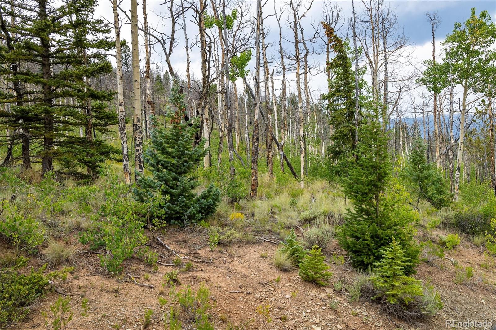 637 Lynch Creek Court